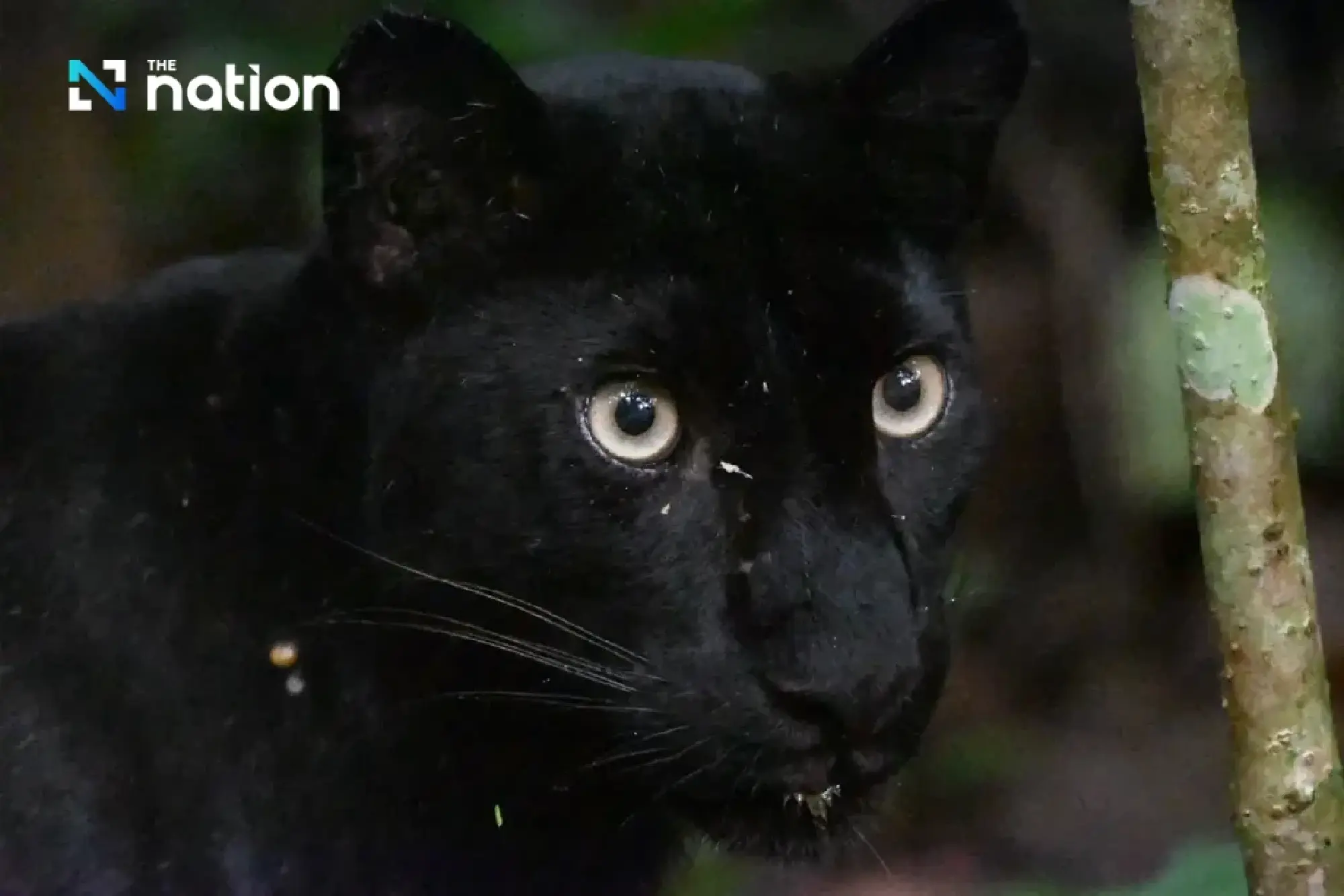 Black leopard spotted in Kaeng Krachan National Park, highlighting biodiversity