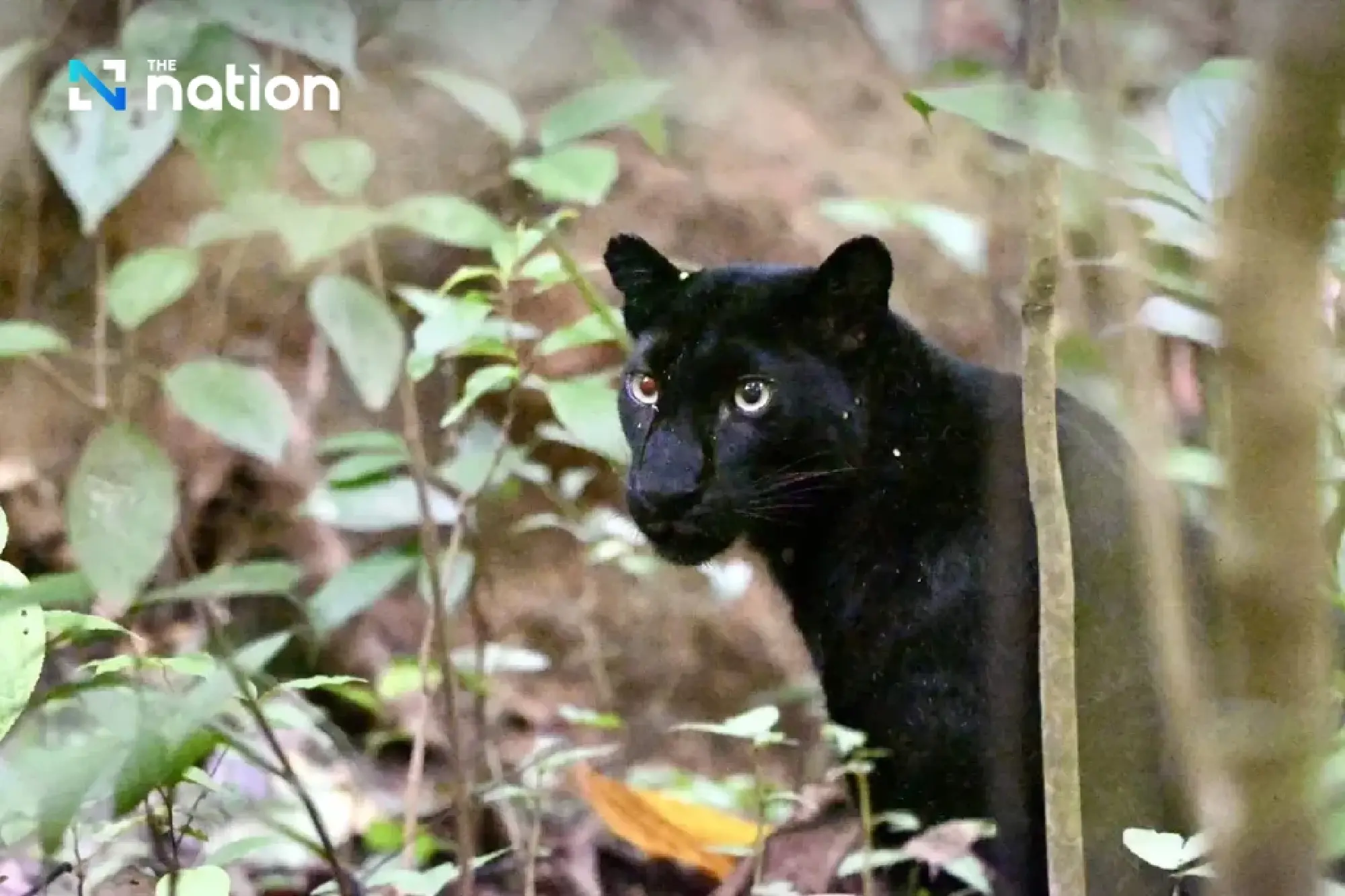 Black leopard spotted in Kaeng Krachan National Park, highlighting biodiversity
