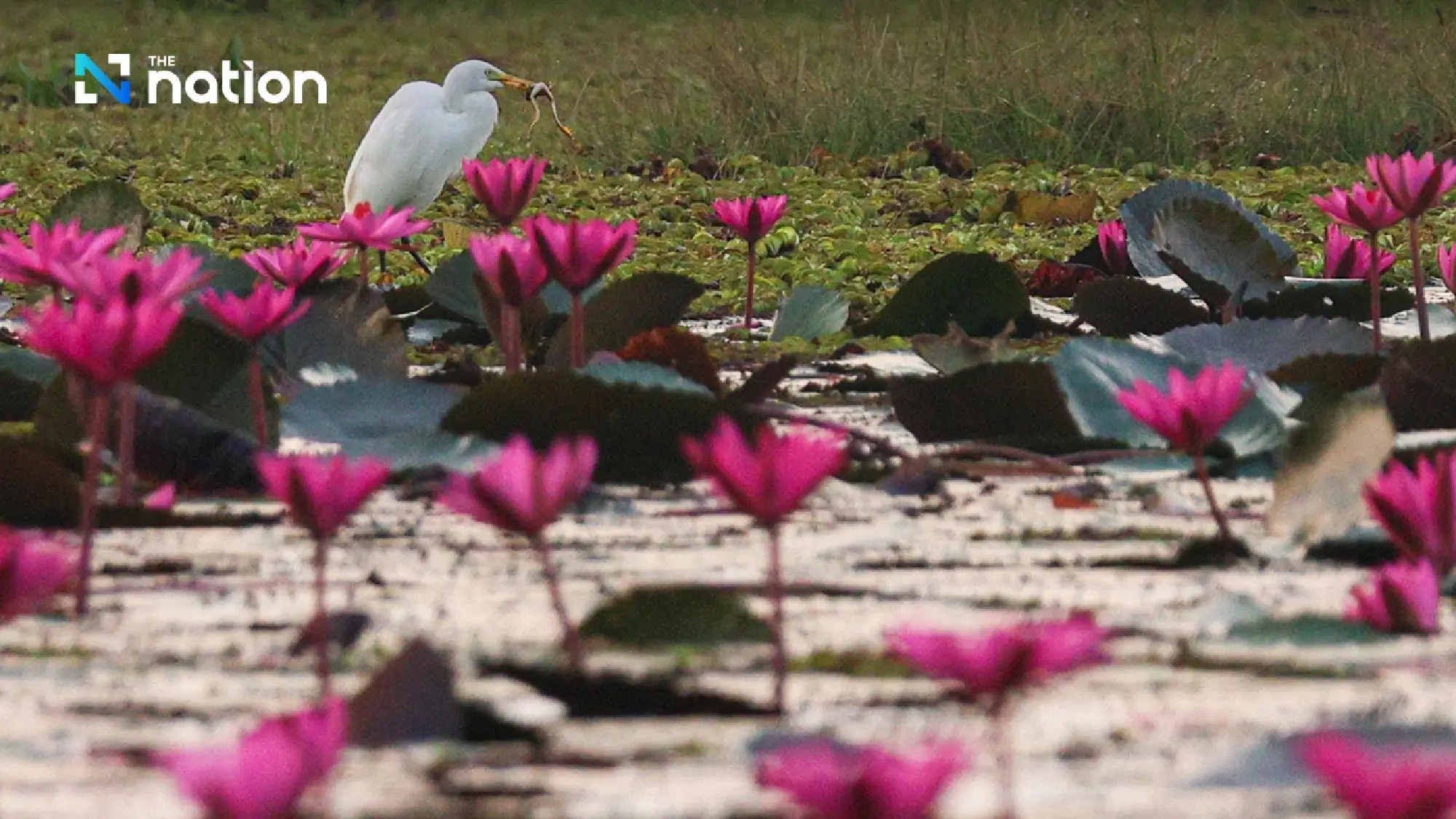 Udon Thani’s magical Red Lotus Lake