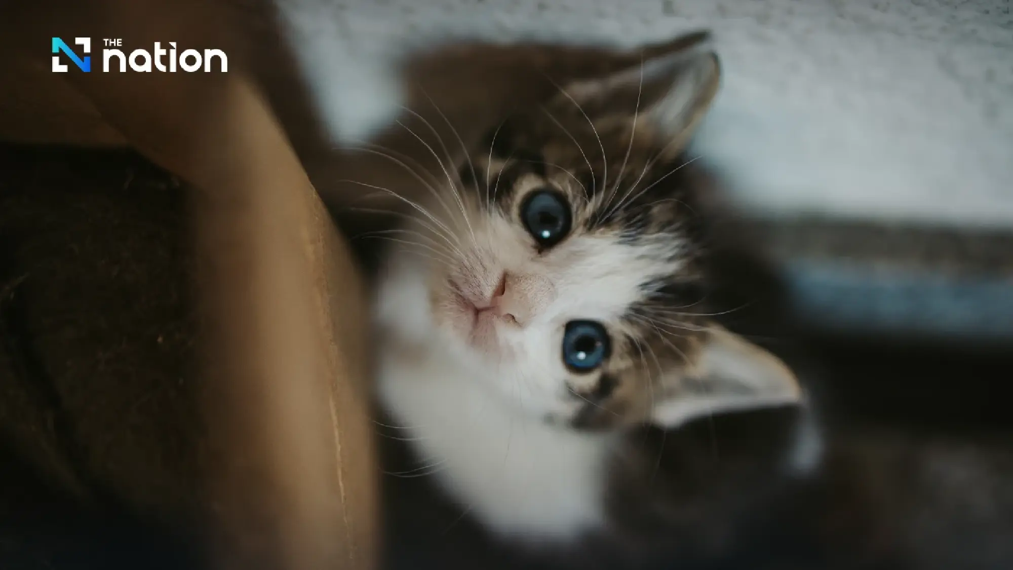 Uncovering the hidden language of your feyline's affection