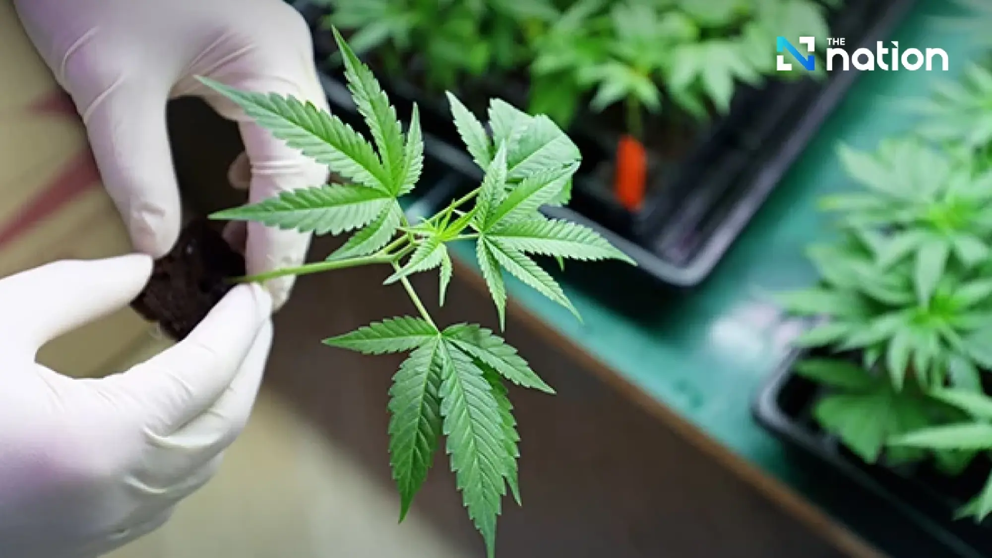 First test of \"Cannabis Prescription\" system today!