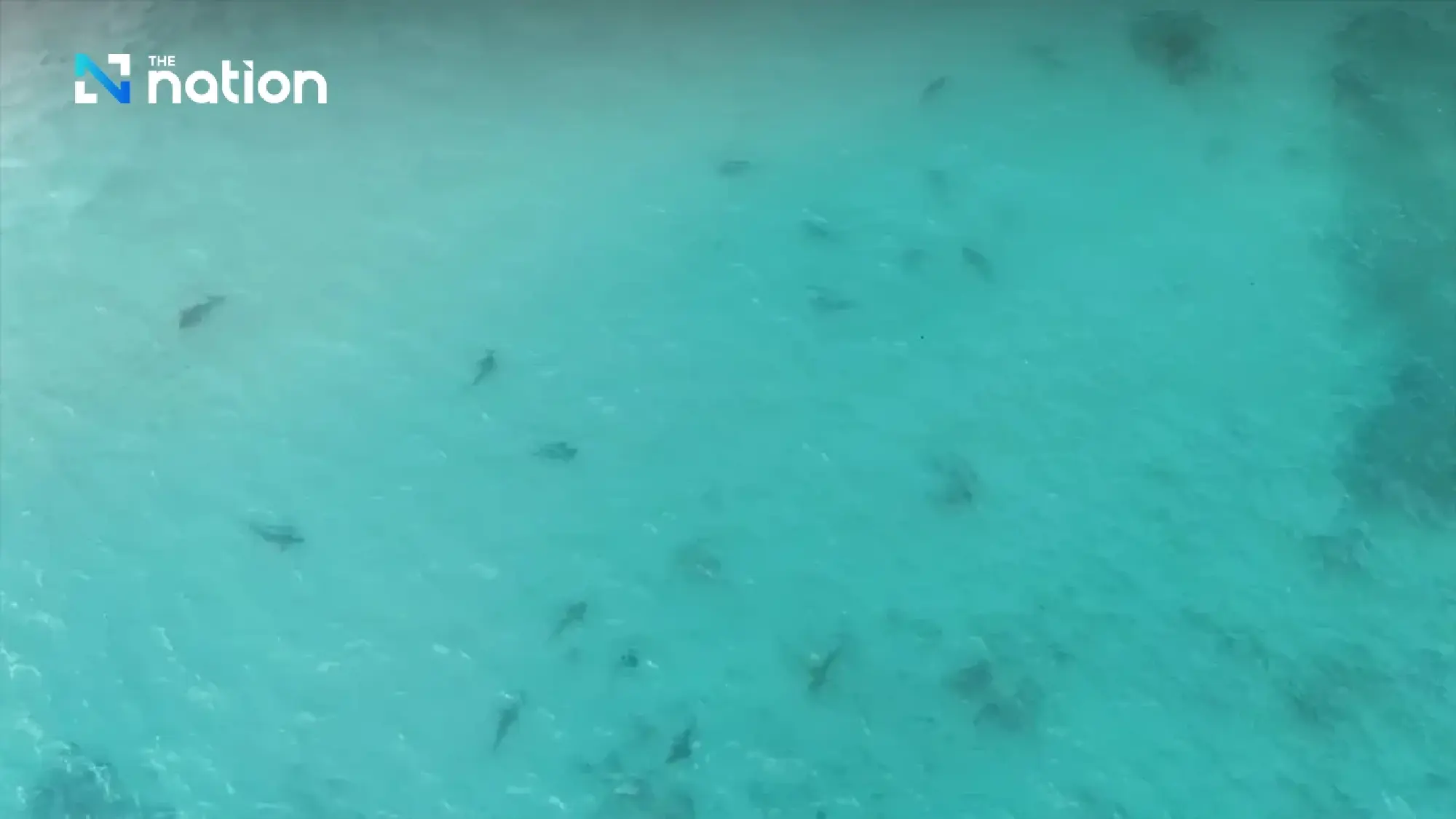Record 158 blacktip reef sharks spotted in Maya Bay