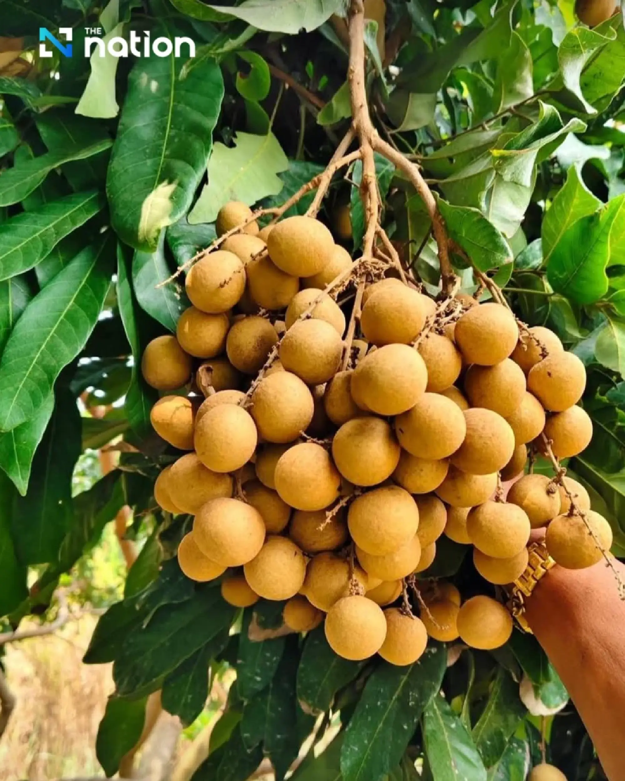 Government allocates 1 billion baht to support longan farmers amid surplus crisis