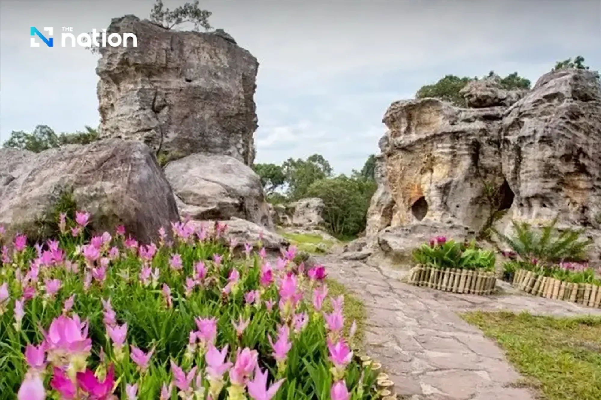 Thailand’s Siam Tulip season enchants travellers in Chaiyaphum