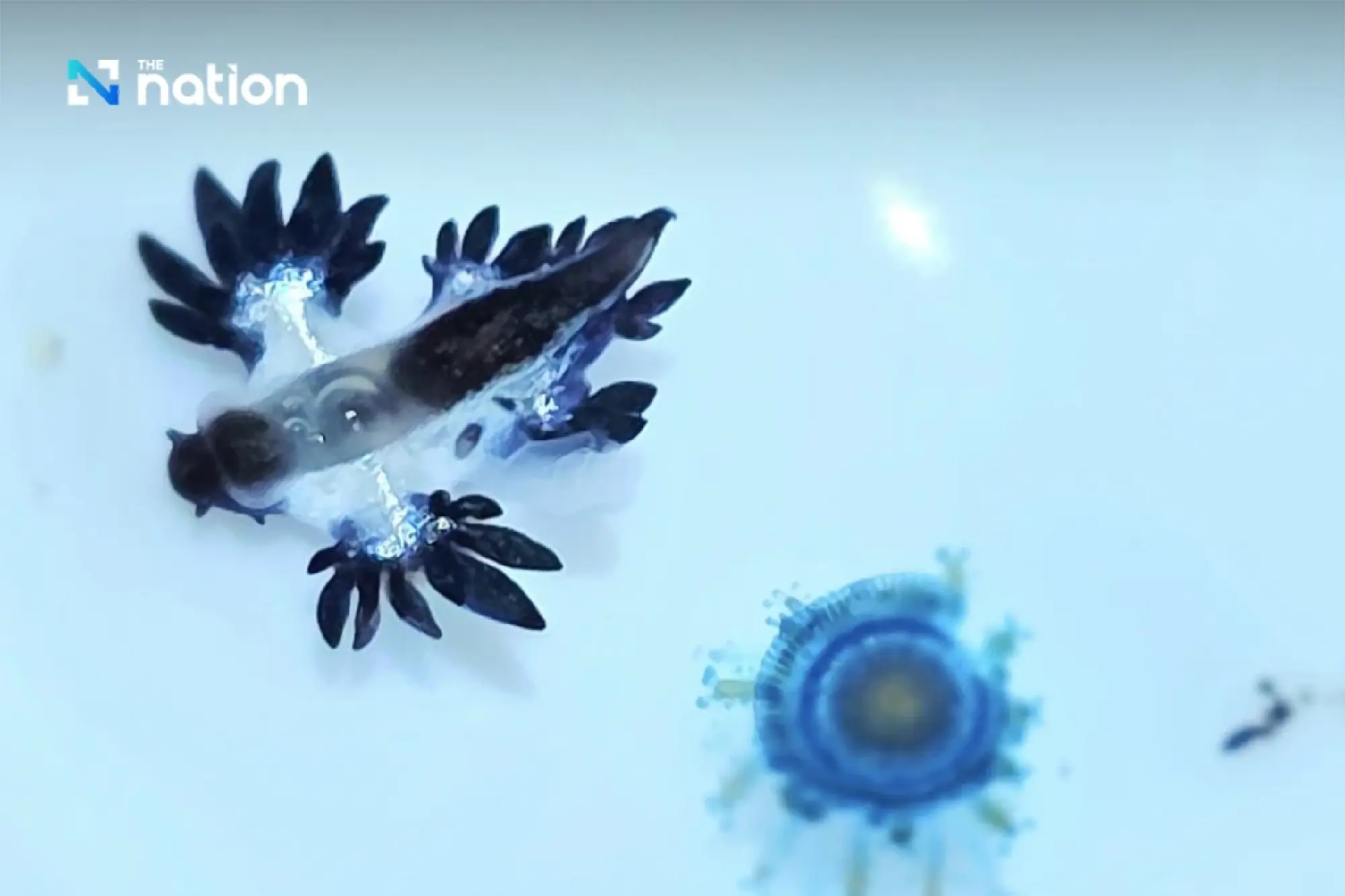 Deadly \'Blue Dragon\' Sea Slugs Wash Up on Phuket\'s Karon Beach
