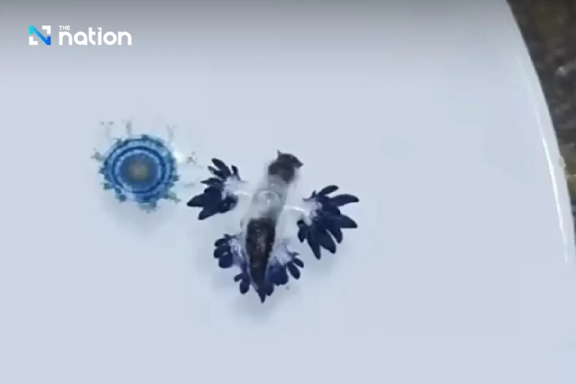 Deadly \'Blue Dragon\' Sea Slugs Wash Up on Phuket\'s Karon Beach