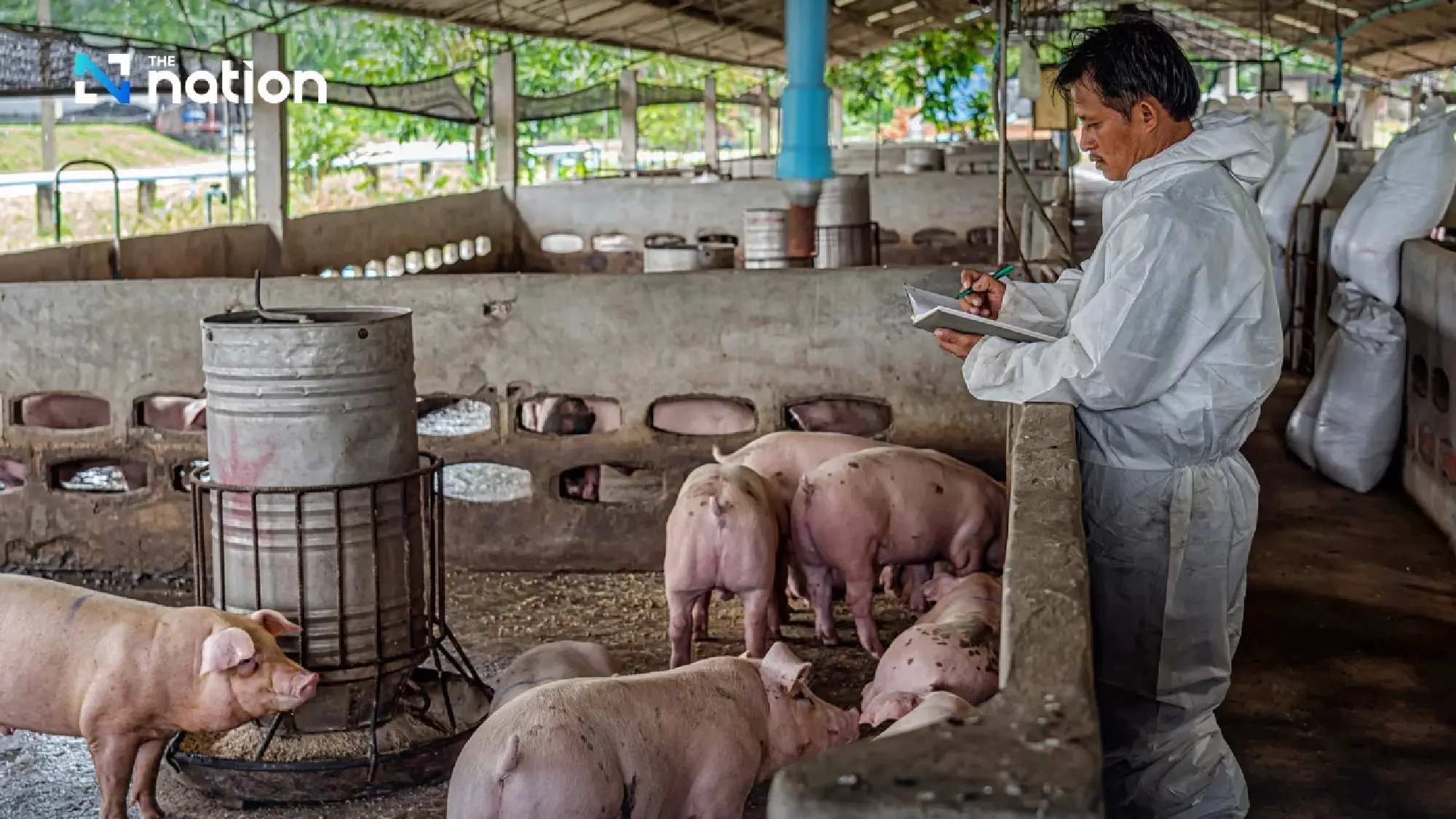 Thailand risks major losses if US pork market opens under 0% tariff deal, warns Kasikorn Research