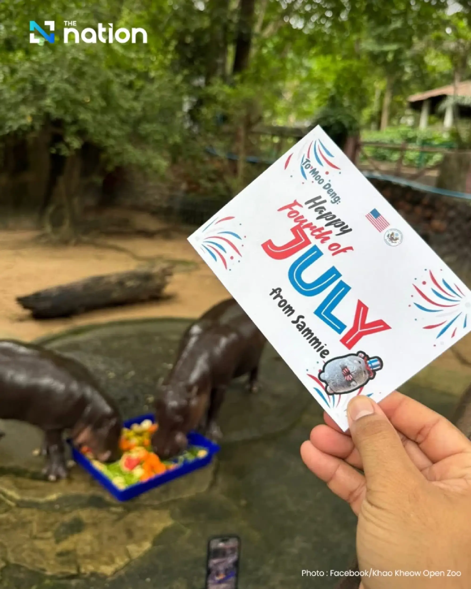 Moo Deng Turns One: US Embassy Sends Gift as Thai Zoo Plans Free Entry Bash
