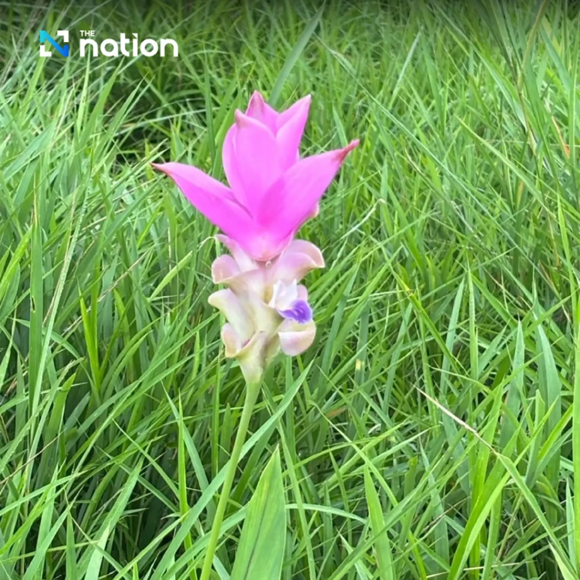 Thailand’s Siam Tulip season enchants travellers in Chaiyaphum
