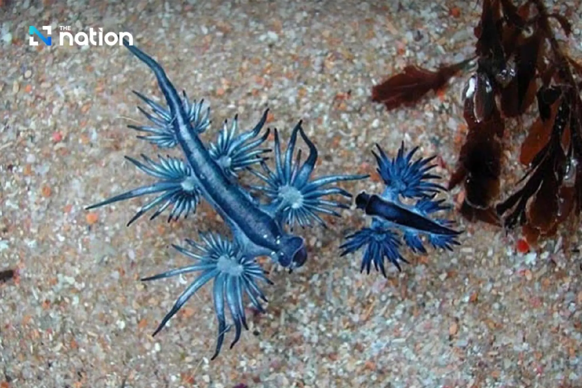 Deadly \'Blue Dragon\' Sea Slugs Wash Up on Phuket\'s Karon Beach