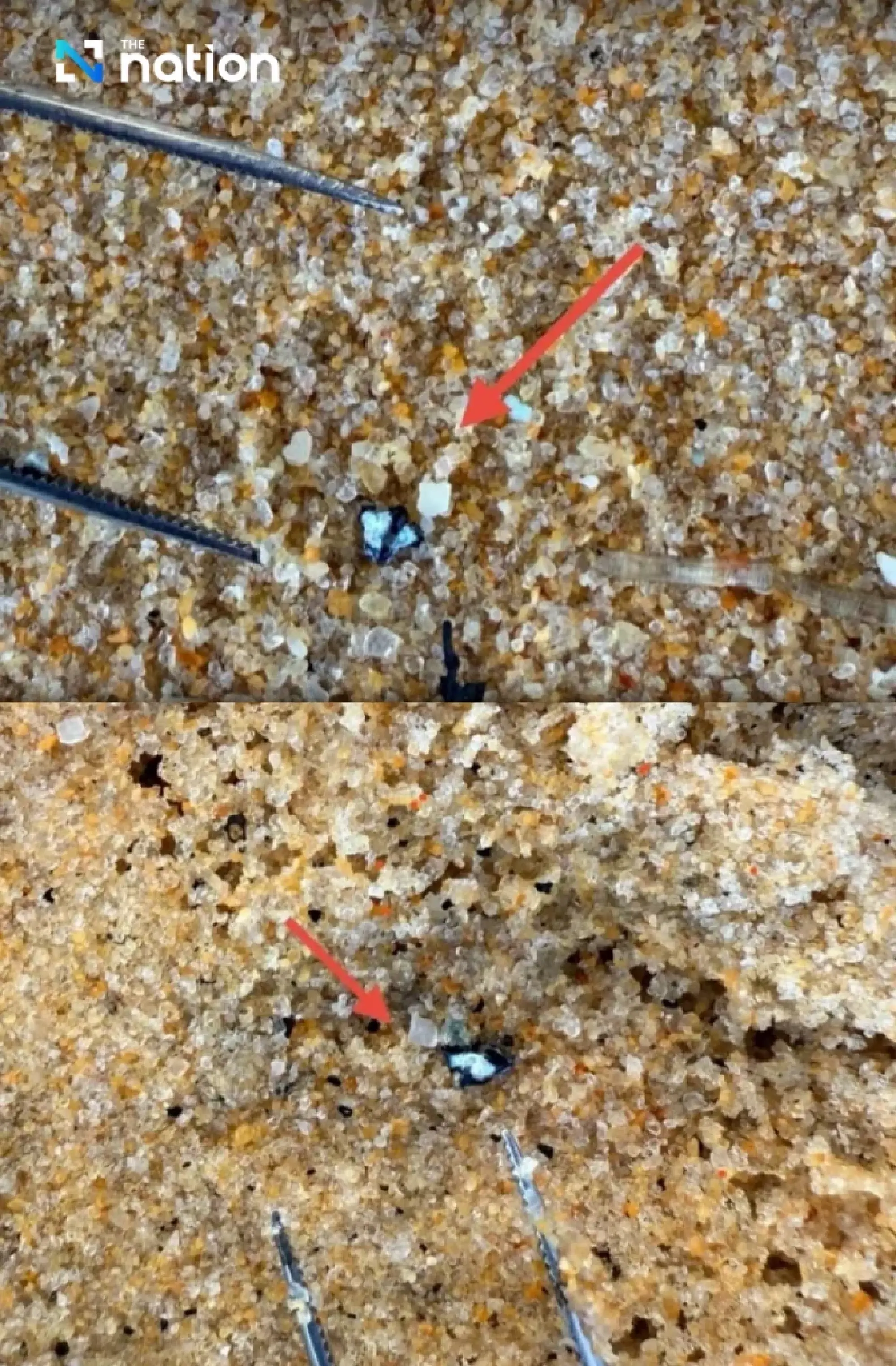 Deadly \'Blue Dragon\' Sea Slugs Wash Up on Phuket\'s Karon Beach