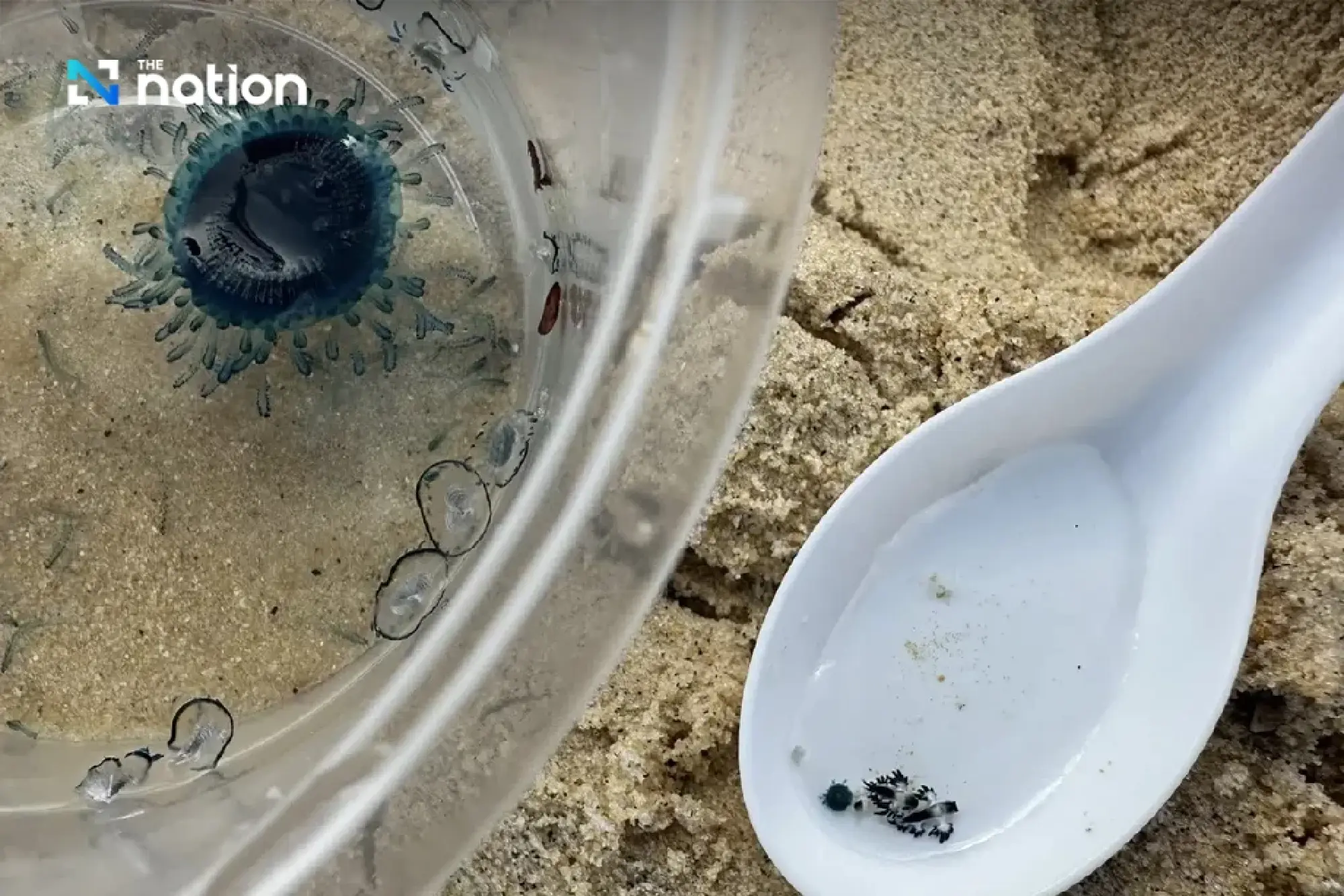 Deadly \'Blue Dragon\' Sea Slugs Wash Up on Phuket\'s Karon Beach