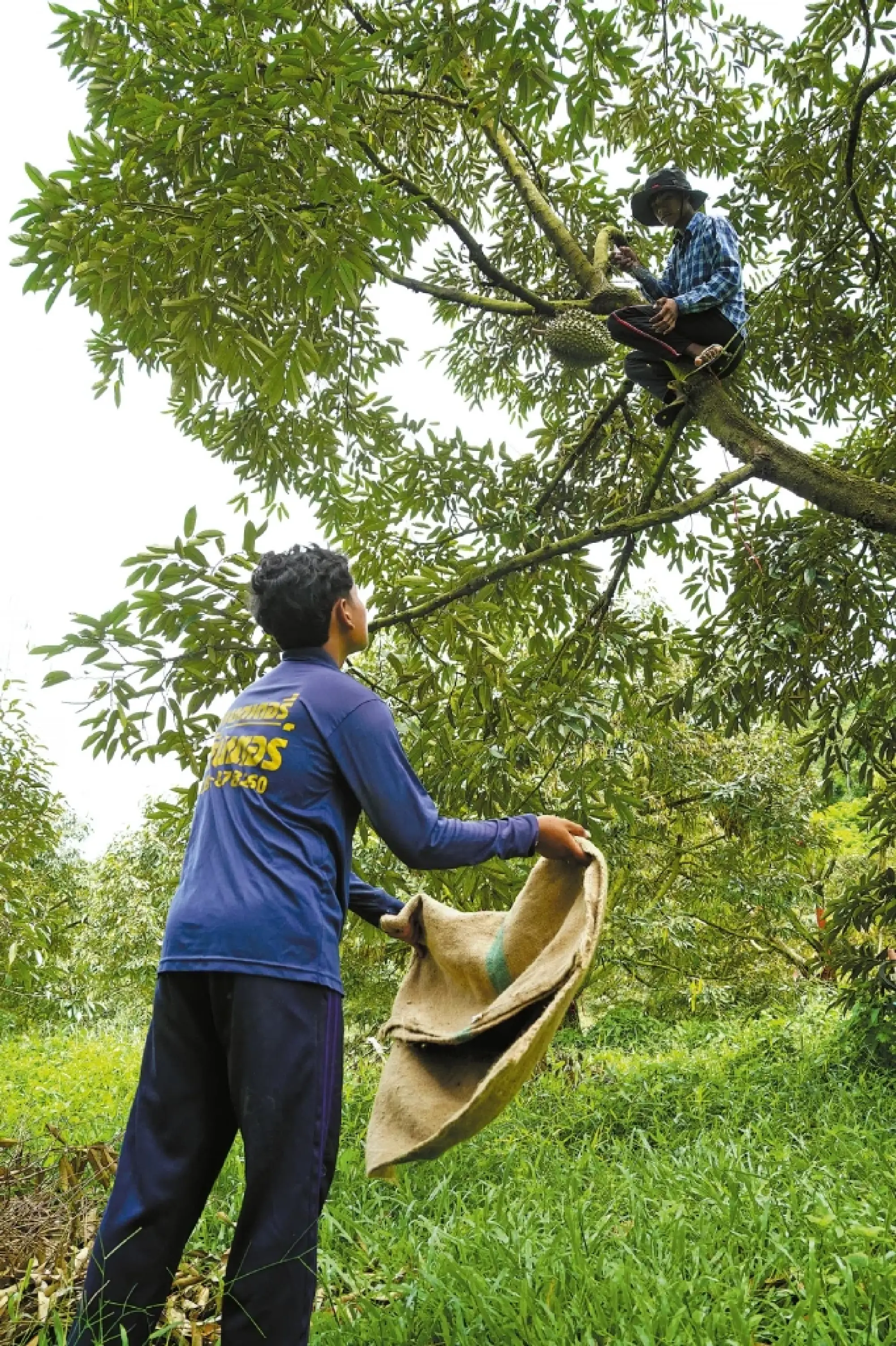 Thai durian farmers reap gains from smart solutions