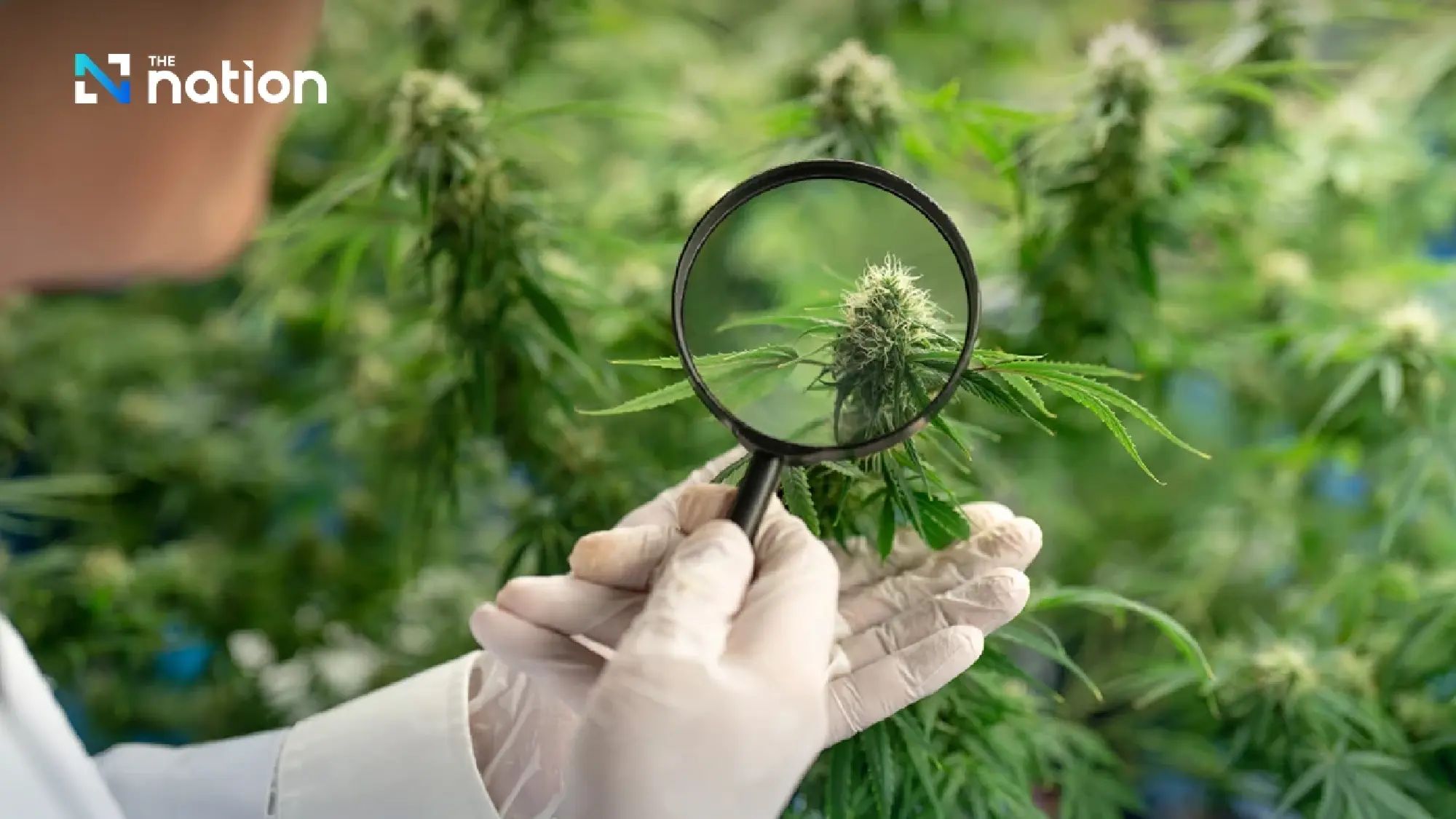 First test of \"Cannabis Prescription\" system today!