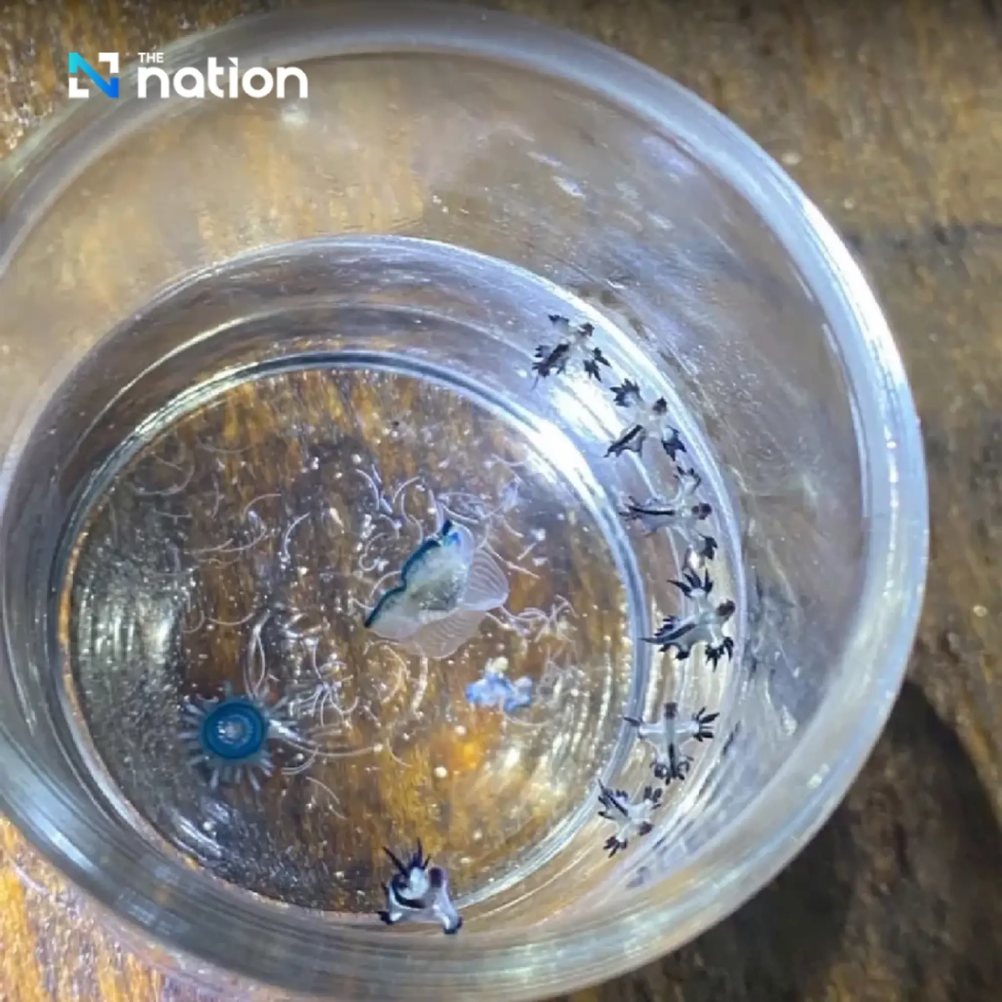 Deadly \'Blue Dragon\' Sea Slugs Wash Up on Phuket\'s Karon Beach