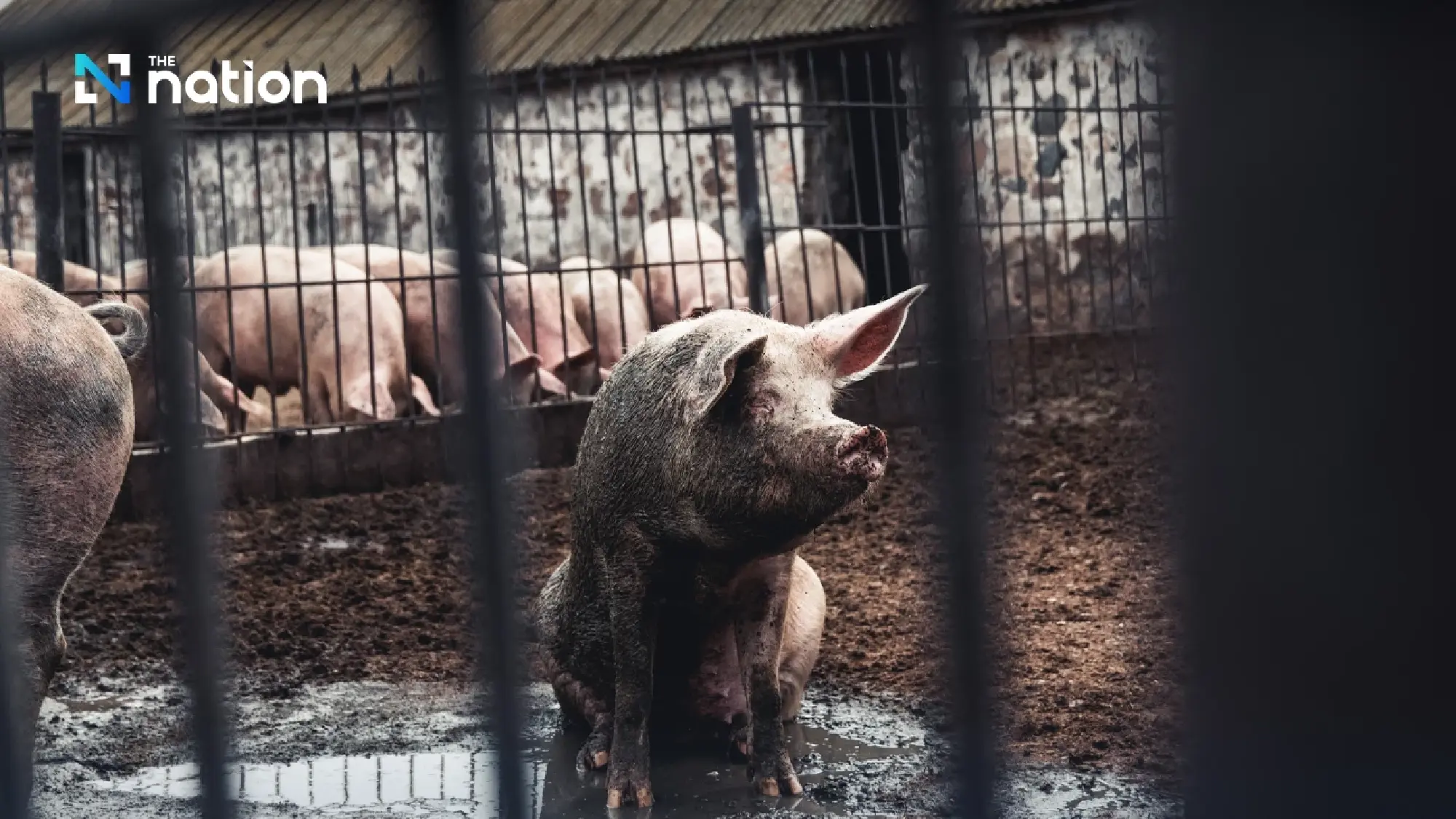 Thailand risks major losses if US pork market opens under 0% tariff deal, warns Kasikorn Research