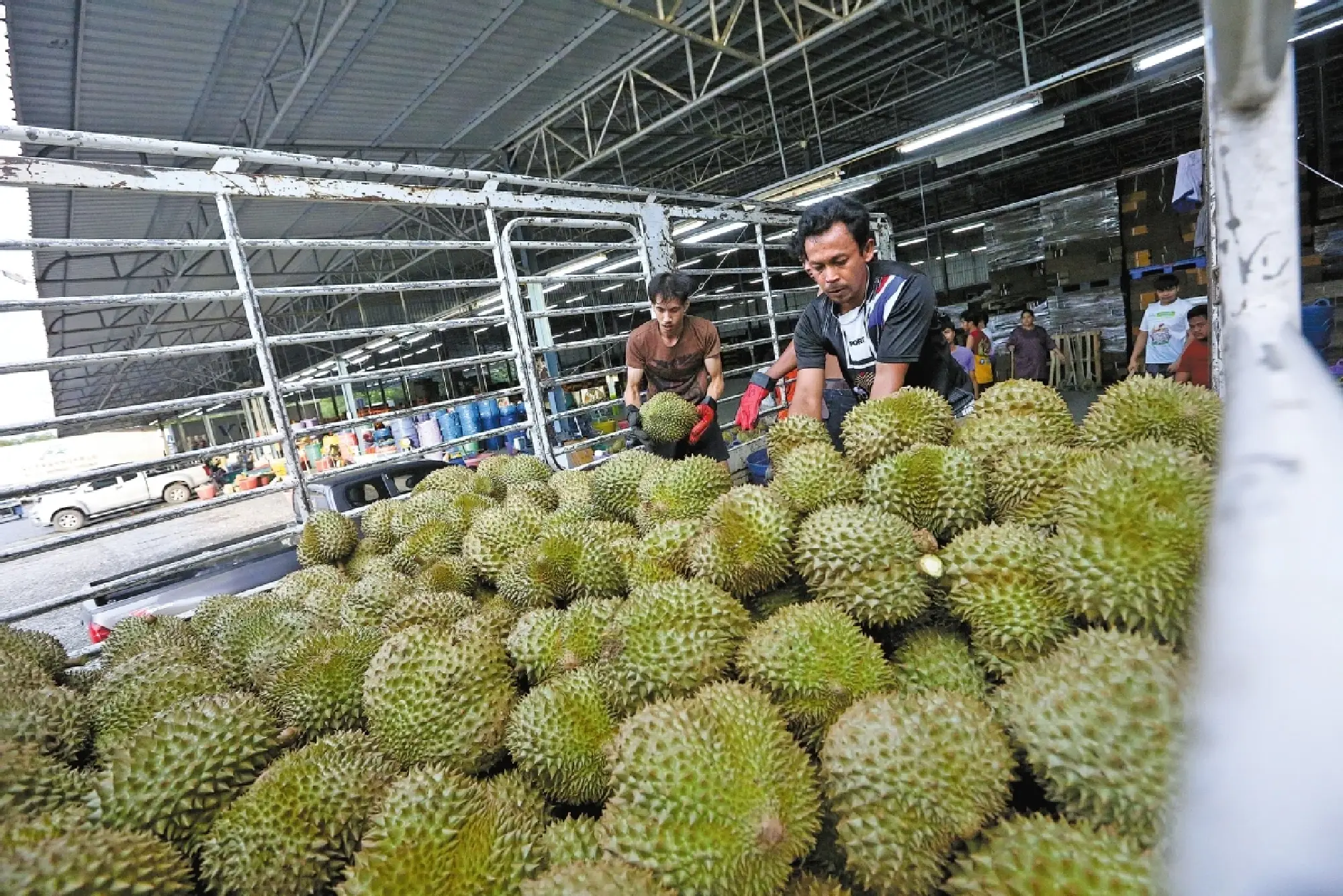 Thai durian farmers reap gains from smart solutions