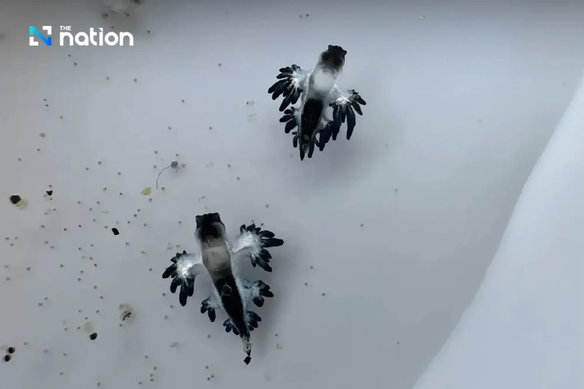 Deadly \'Blue Dragon\' Sea Slugs Wash Up on Phuket\'s Karon Beach