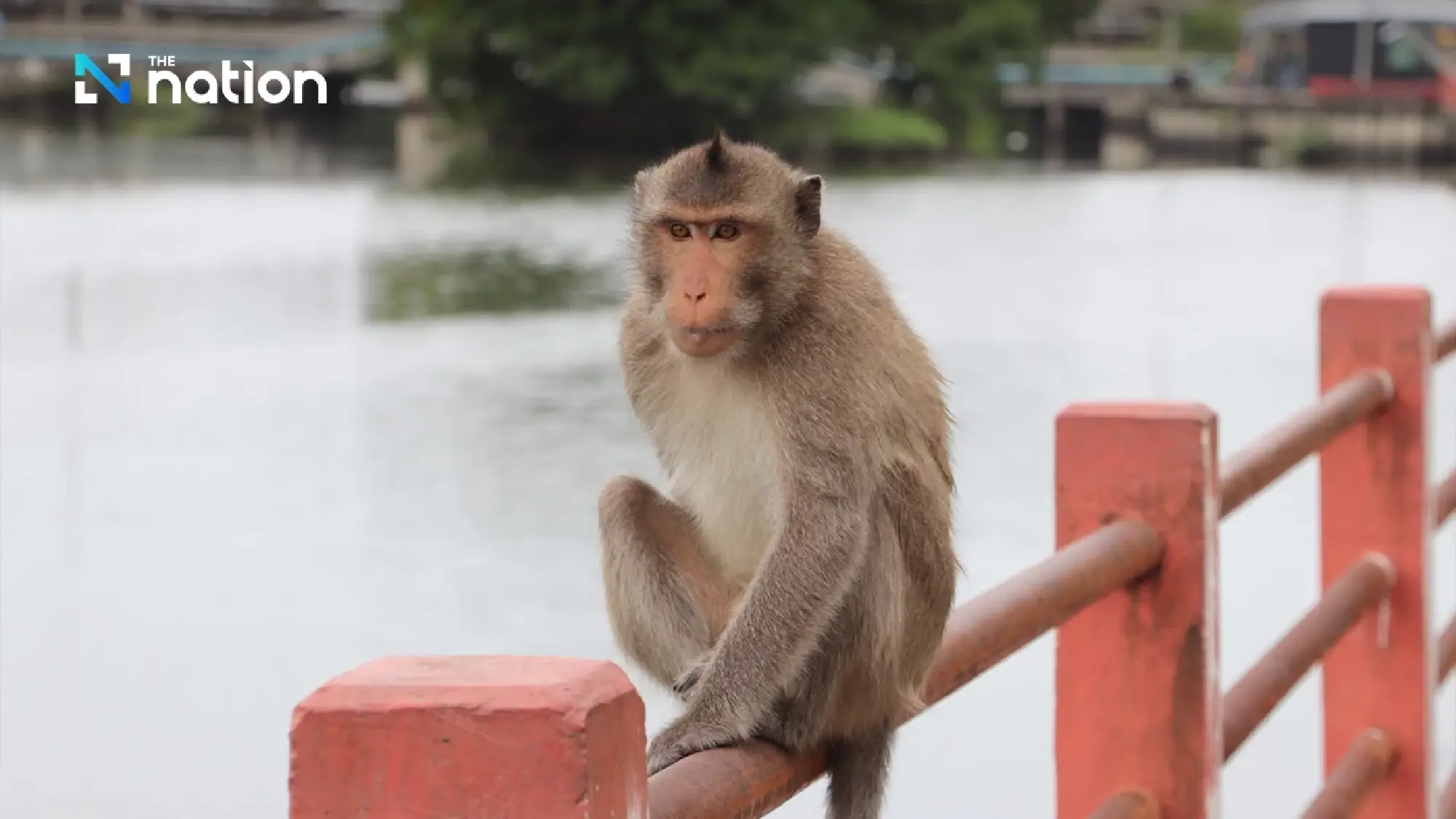 BMA launches \'One-Rai Monkey Park at Khun Kala Monument\' in Bang Khun Thian