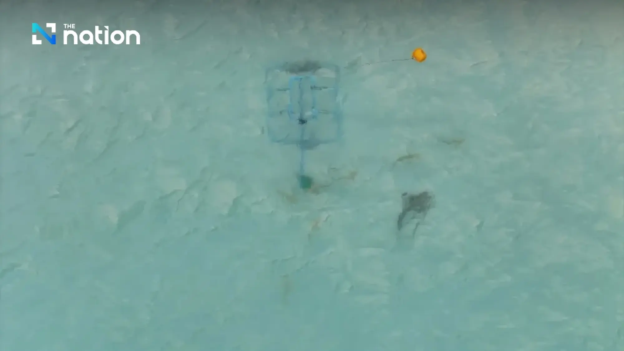 Record 158 blacktip reef sharks spotted in Maya Bay
