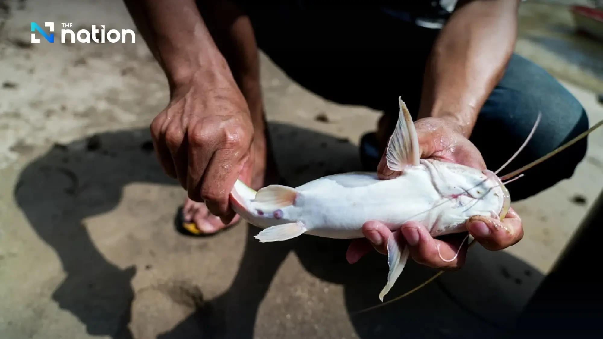 Two Chiang Mai children found with high arsenic levels linked to river fish consumption