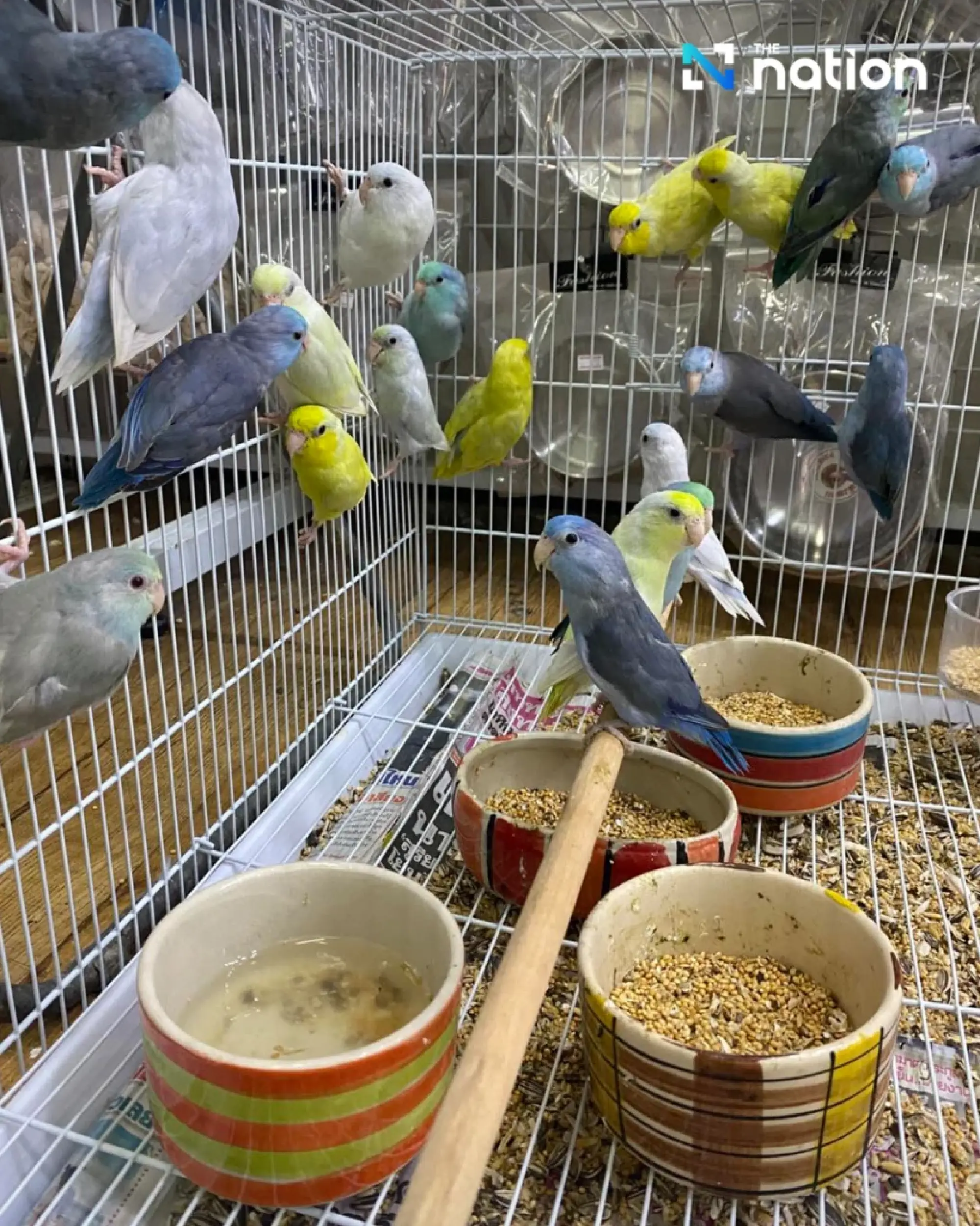 How much do Thais spend on each pet?