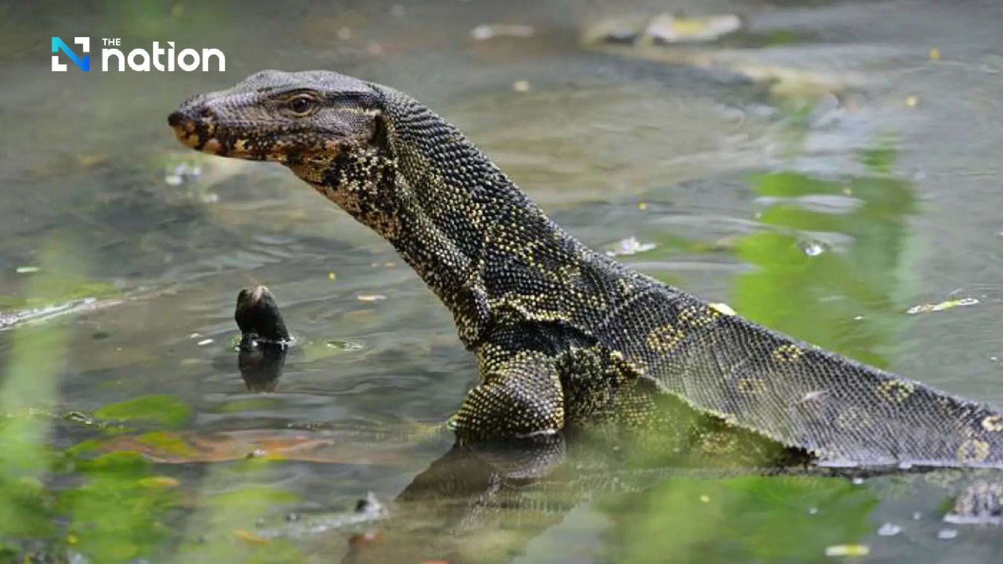 Would you eat \'Reptile Egg\' dessert? Here’s the story behind Khanom Khai Hia!