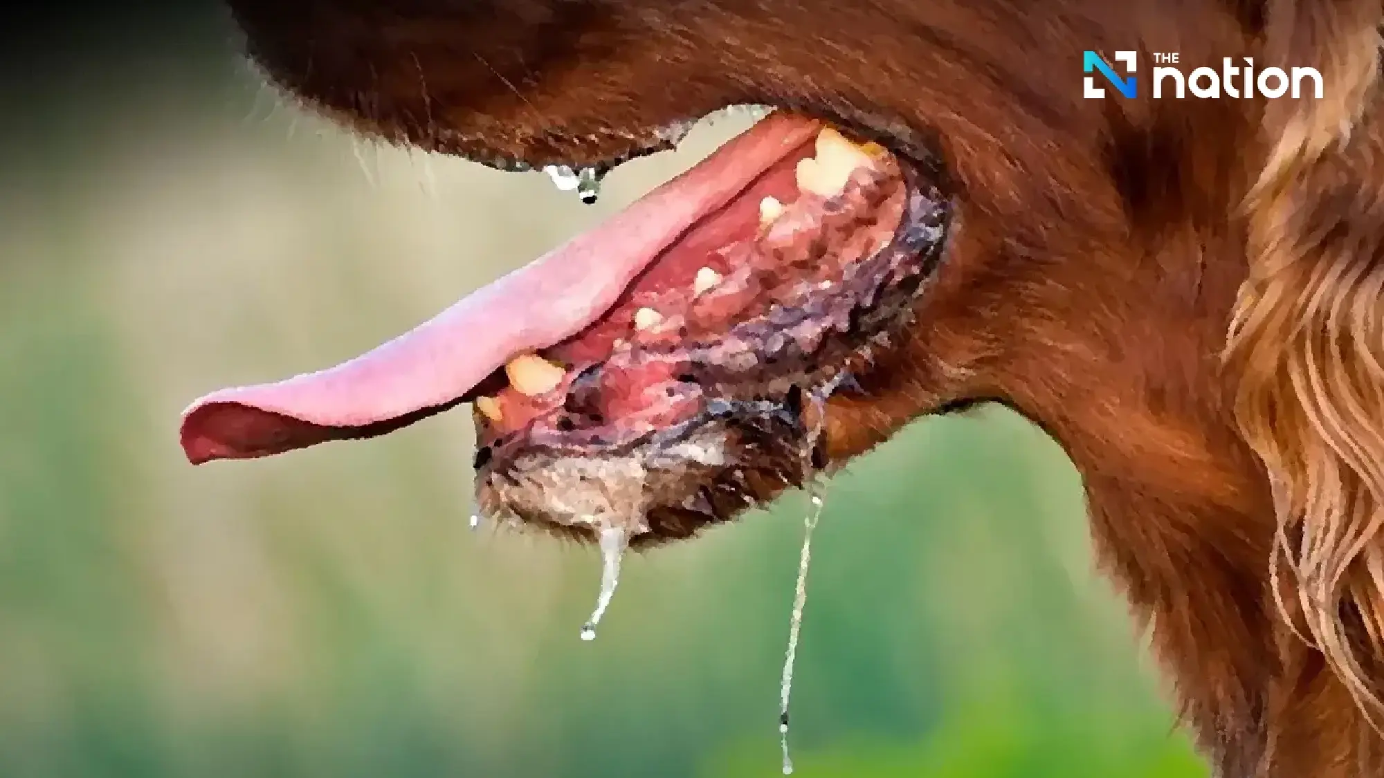 Bang Phli district imposes one-month rabies control zone, bans movement of dogs and cats