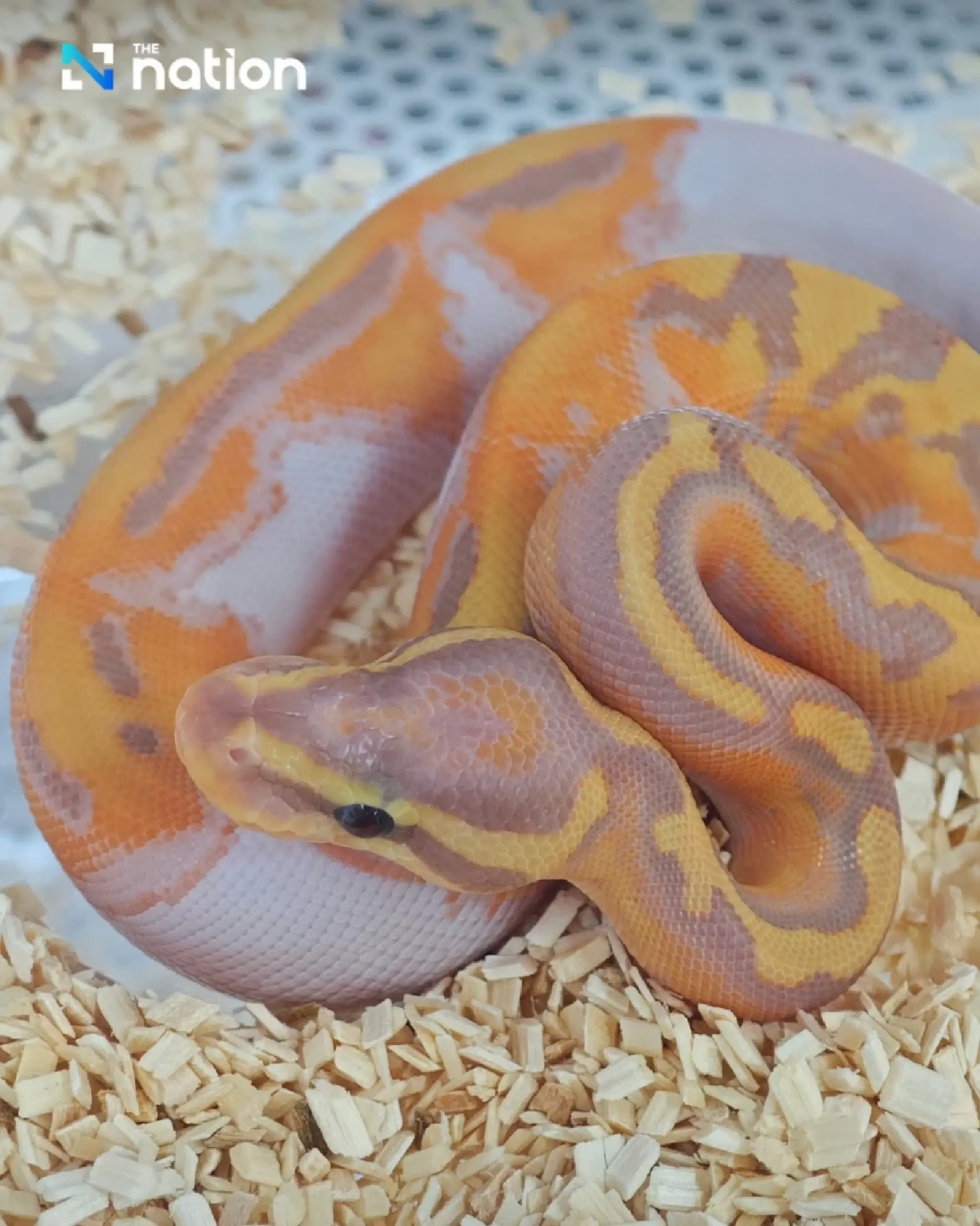 How much do Thais spend on each pet?