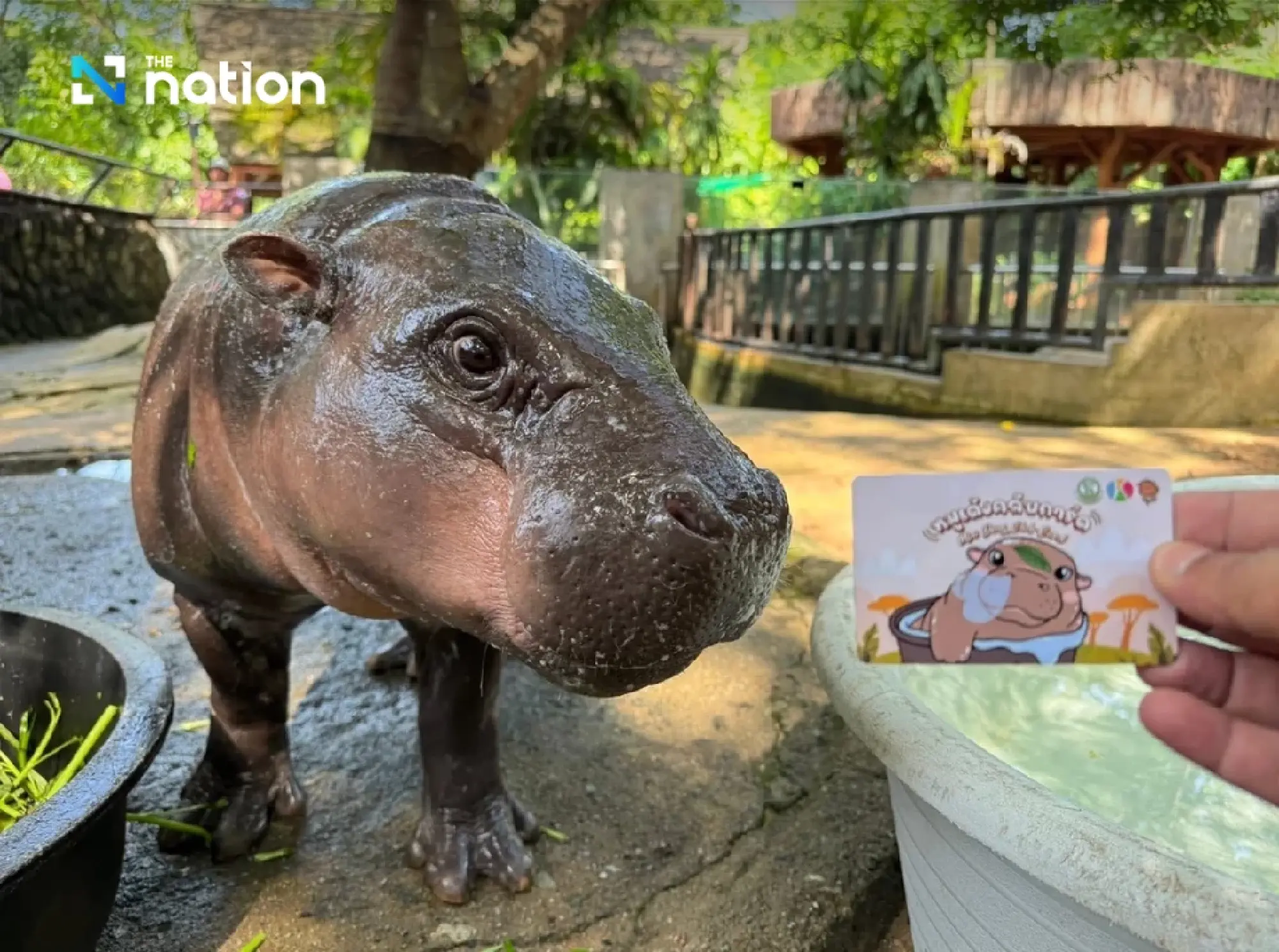 Police Summon Foreign Tourists for Alleged Zoo Trespass