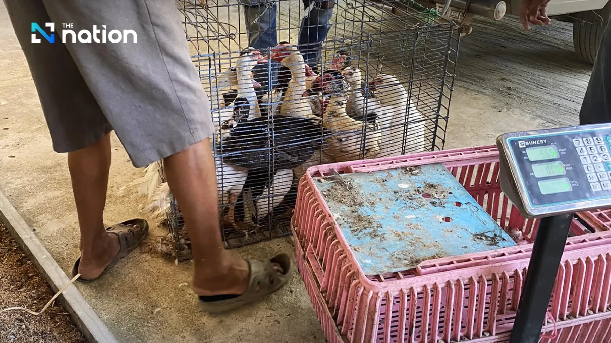Livestock Dept bans import of poultry from Cambodia for 90 days to contain bird flu