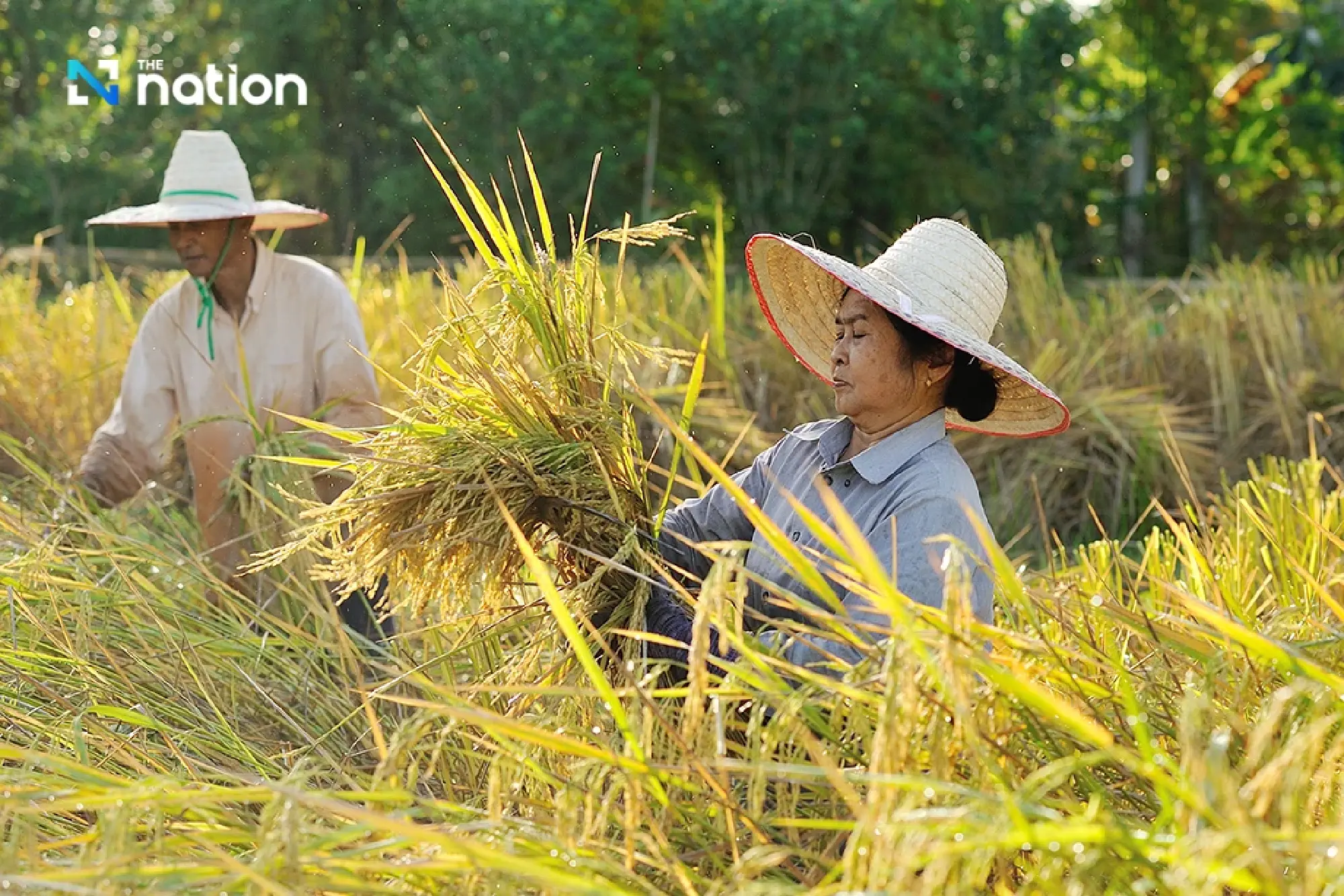 Thai farmers fear price drop as India plans to release 20m tonnes of rice