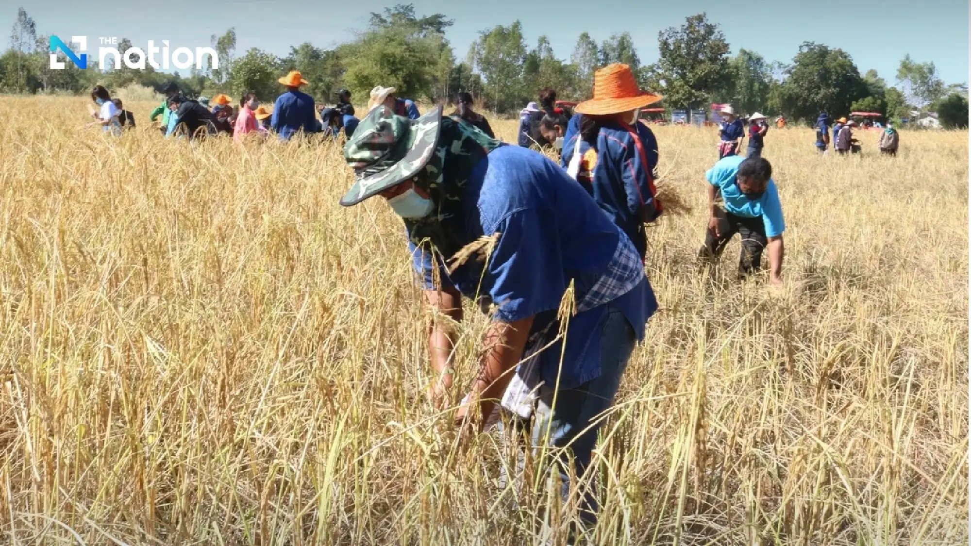 Thai rice exports hit by India stock release, rising competition
