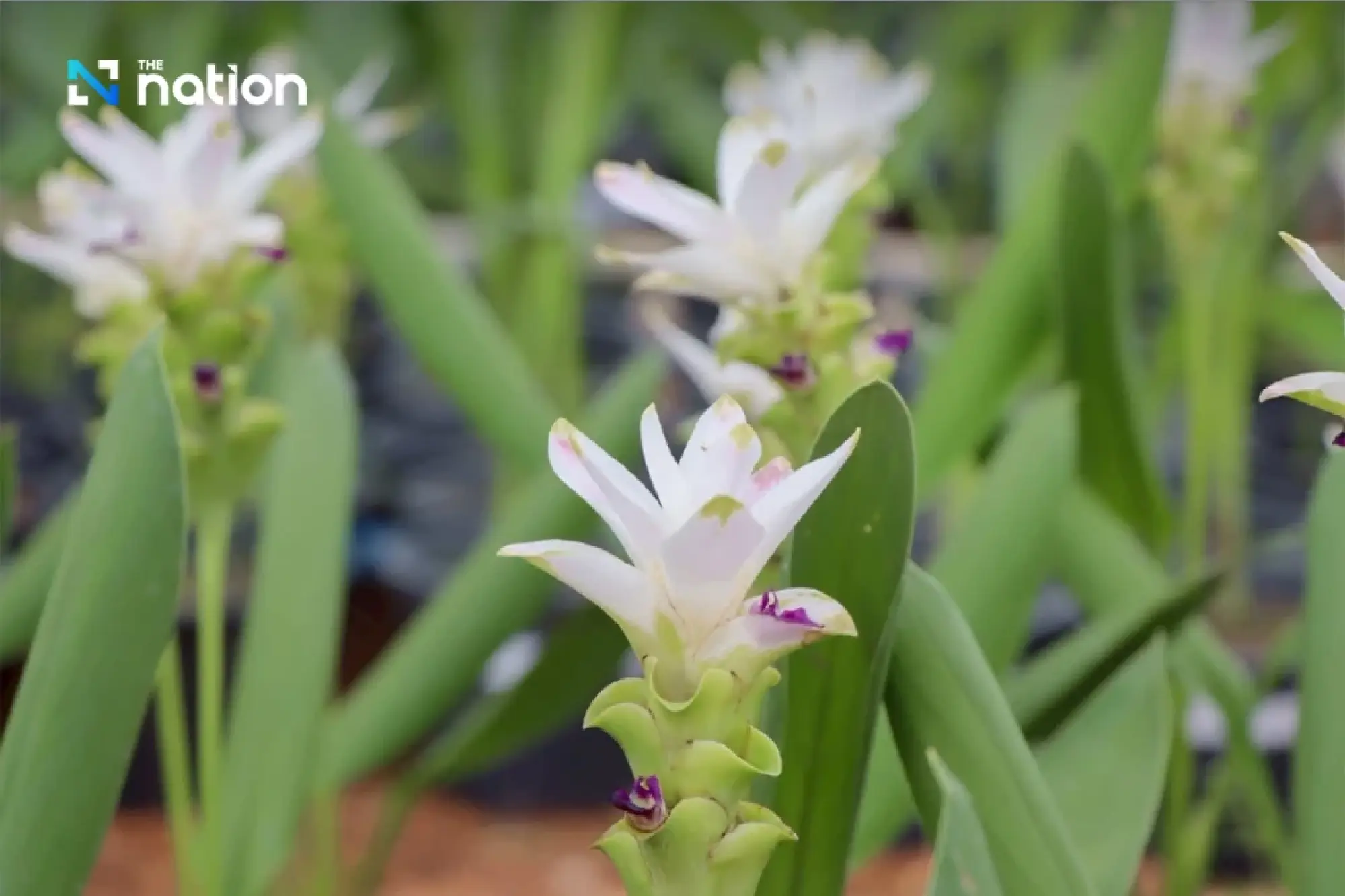 \"Flora Exhibition in Honour of Queen Sirikit\" from August 8-13