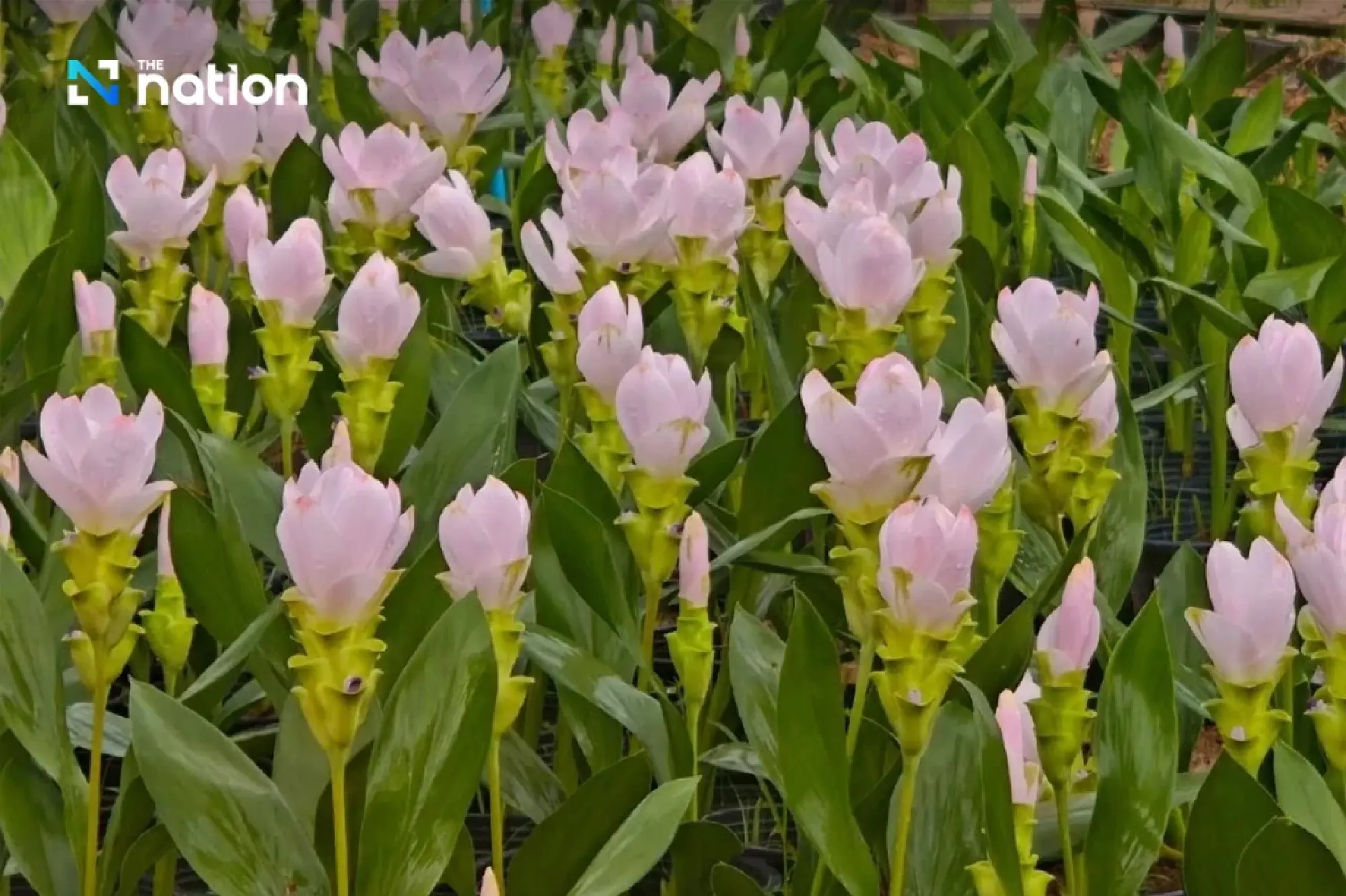 \"Flora Exhibition in Honour of Queen Sirikit\" from August 8-13