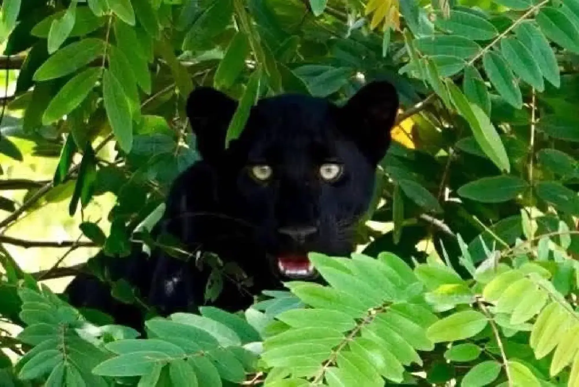 National park releases photo of black panther greeting tourists