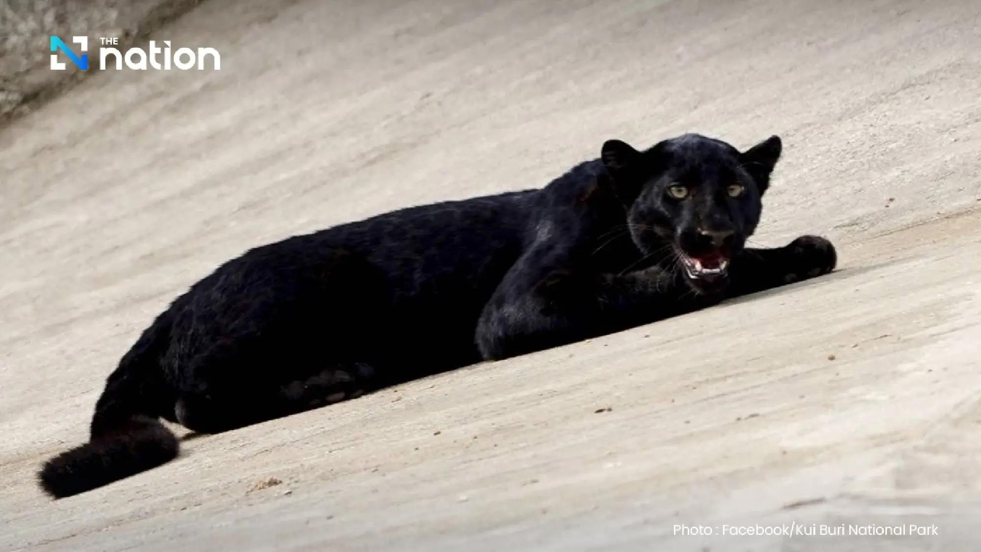 National park releases photo of black panther greeting tourists