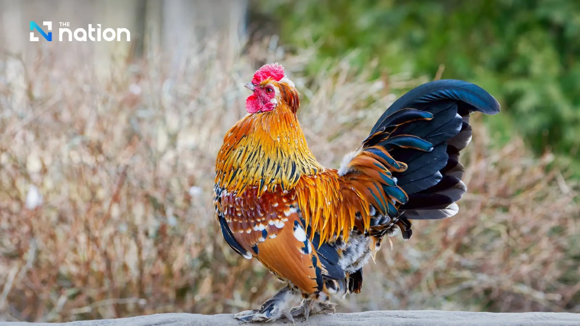 Animal sounds Thai vs. English