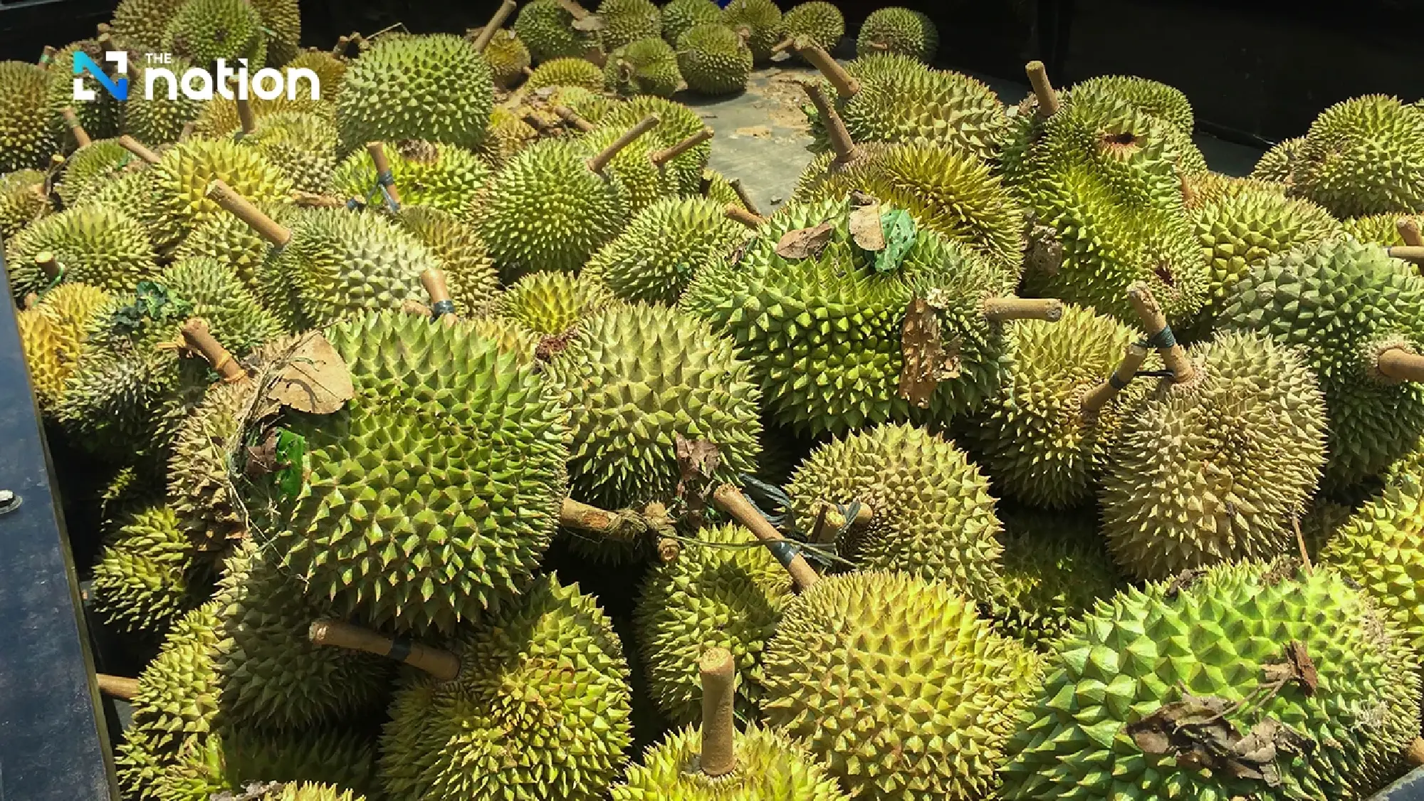 Vietnam enforces fresh durian export safety controls, opening market opportunities for Thai agribusiness