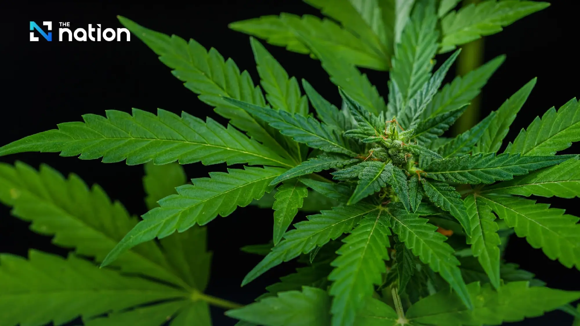 Cannabis reclassification boosts tourism, say tourism associations