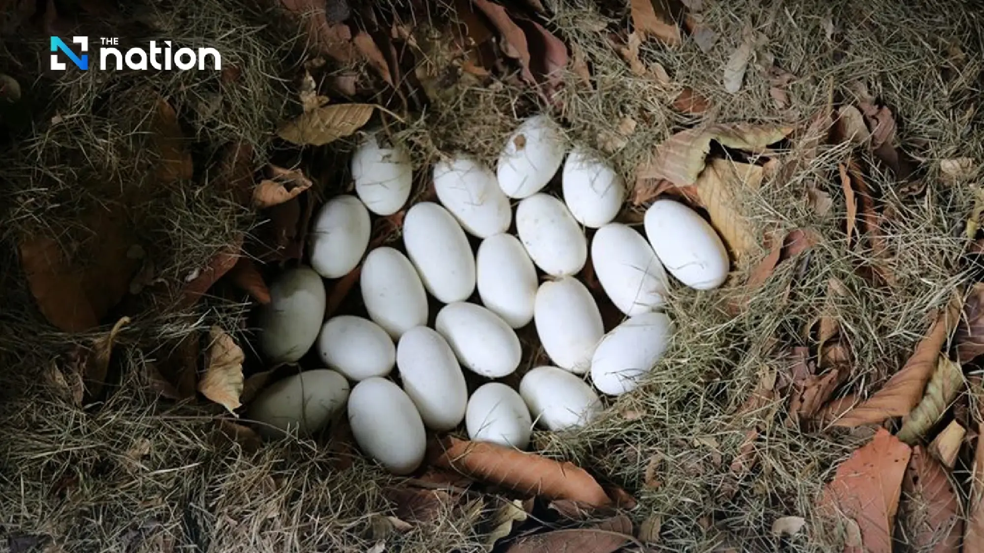 Would you eat \'Reptile Egg\' dessert? Here’s the story behind Khanom Khai Hia!