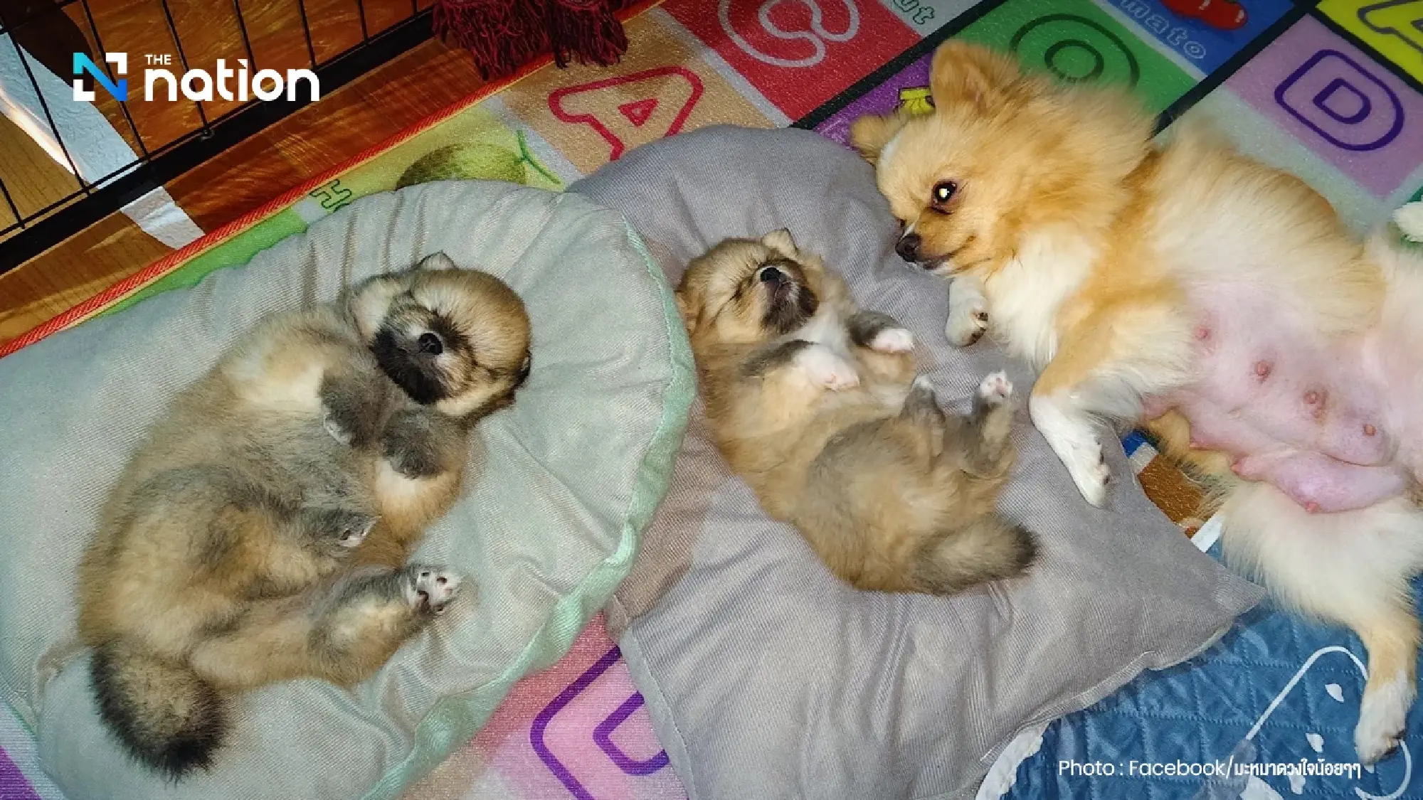 How much do Thais spend on each pet?