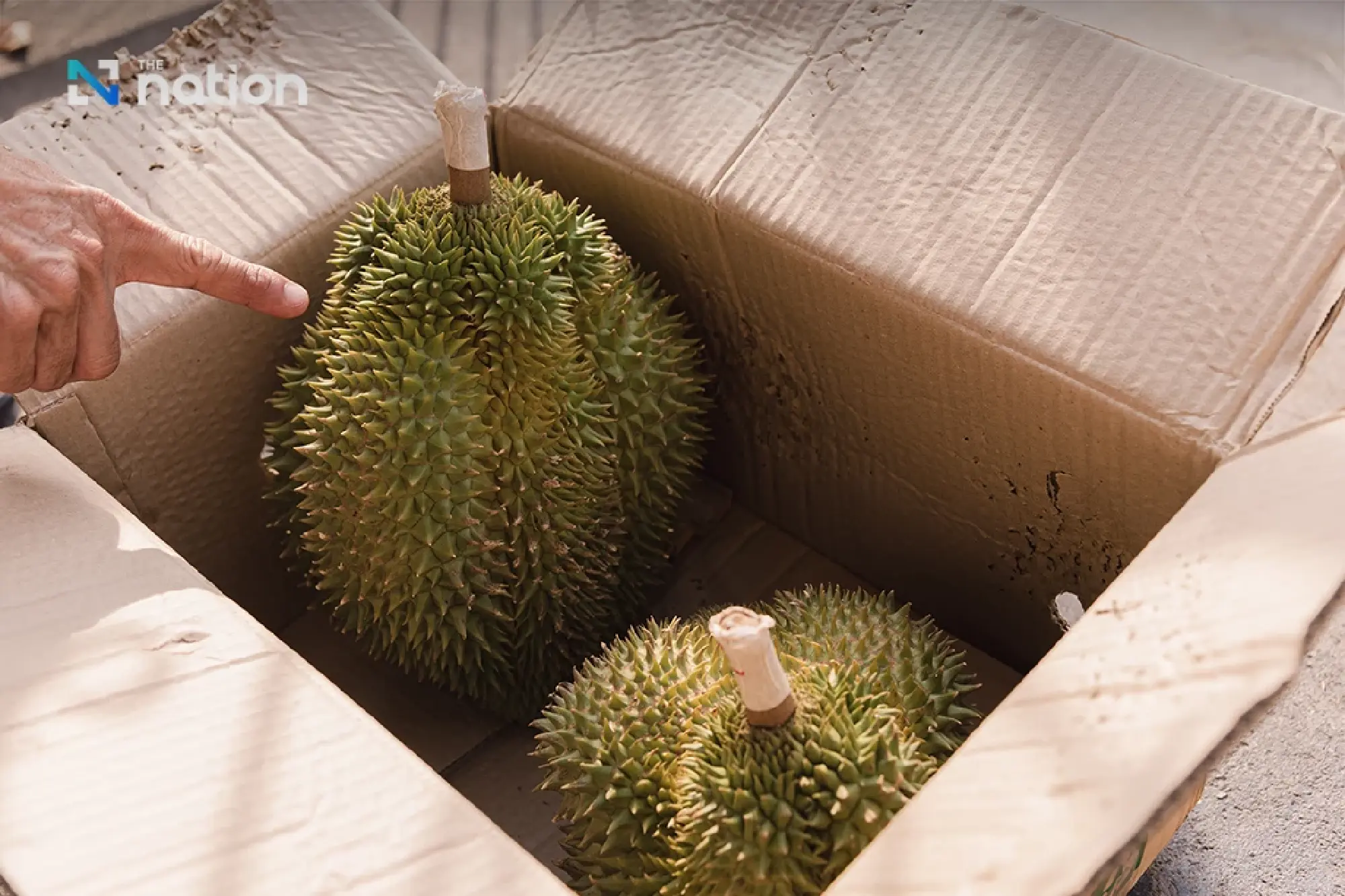 Vietnam enforces fresh durian export safety controls, opening market opportunities for Thai agribusiness