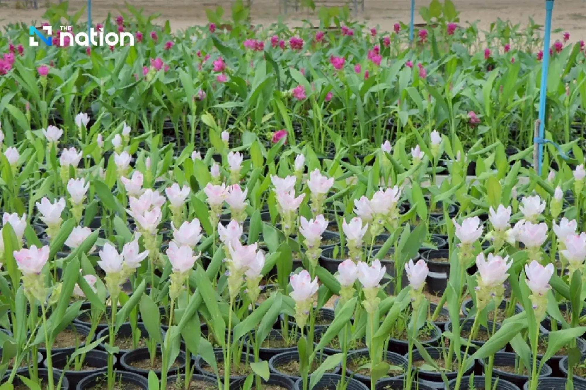 \"Flora Exhibition in Honour of Queen Sirikit\" from August 8-13