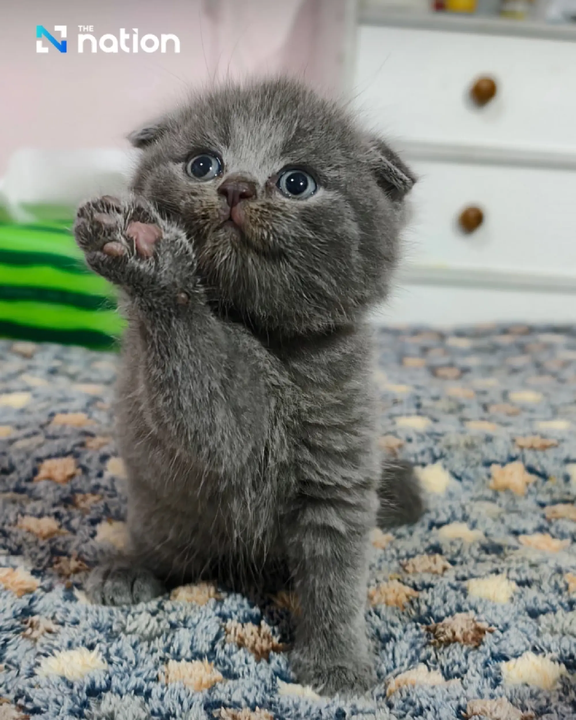 How much do Thais spend on each pet?