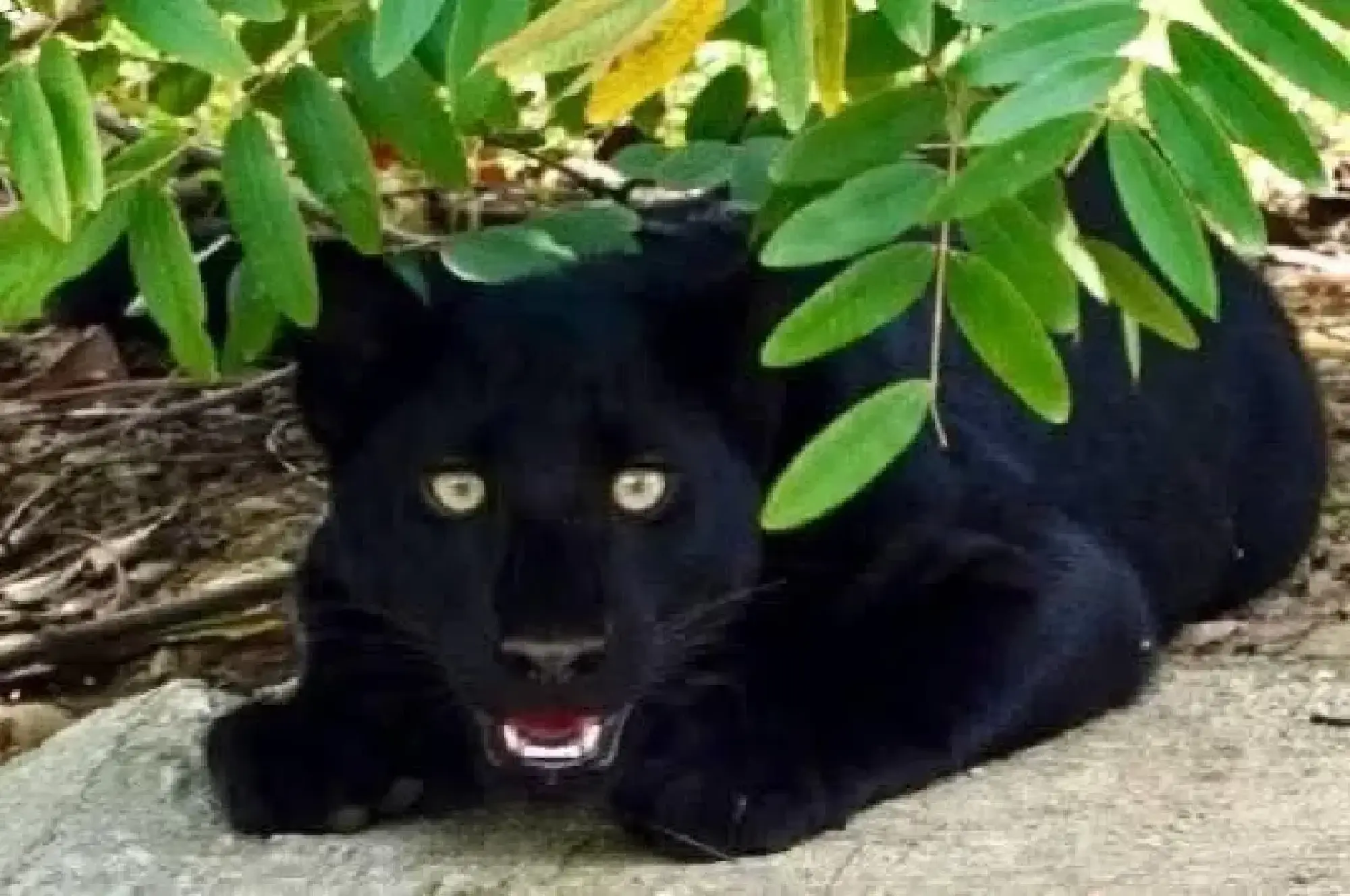 National park releases photo of black panther greeting tourists