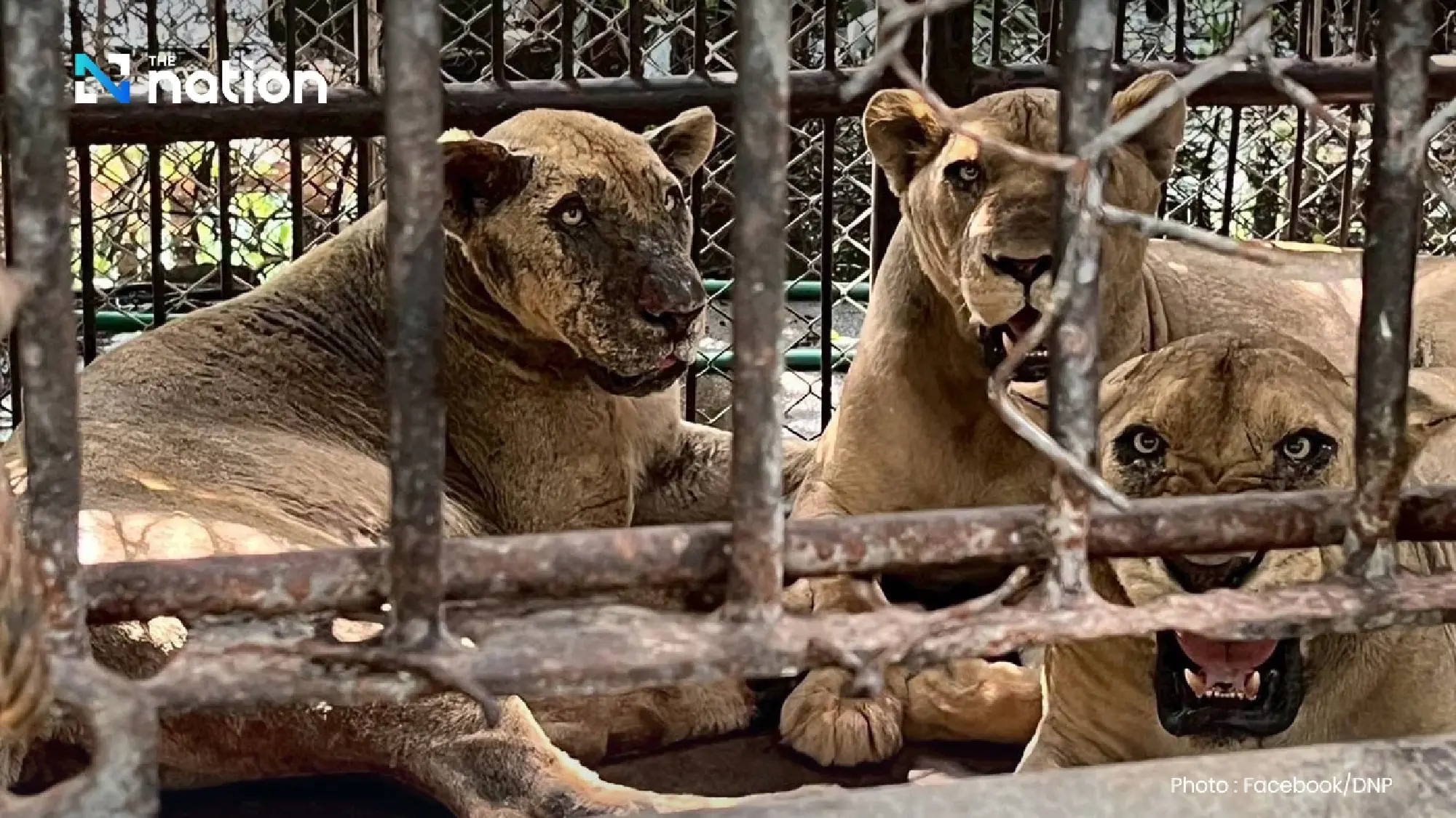 National Parks Department orders urgent safety improvements at Safari World after lion attack
