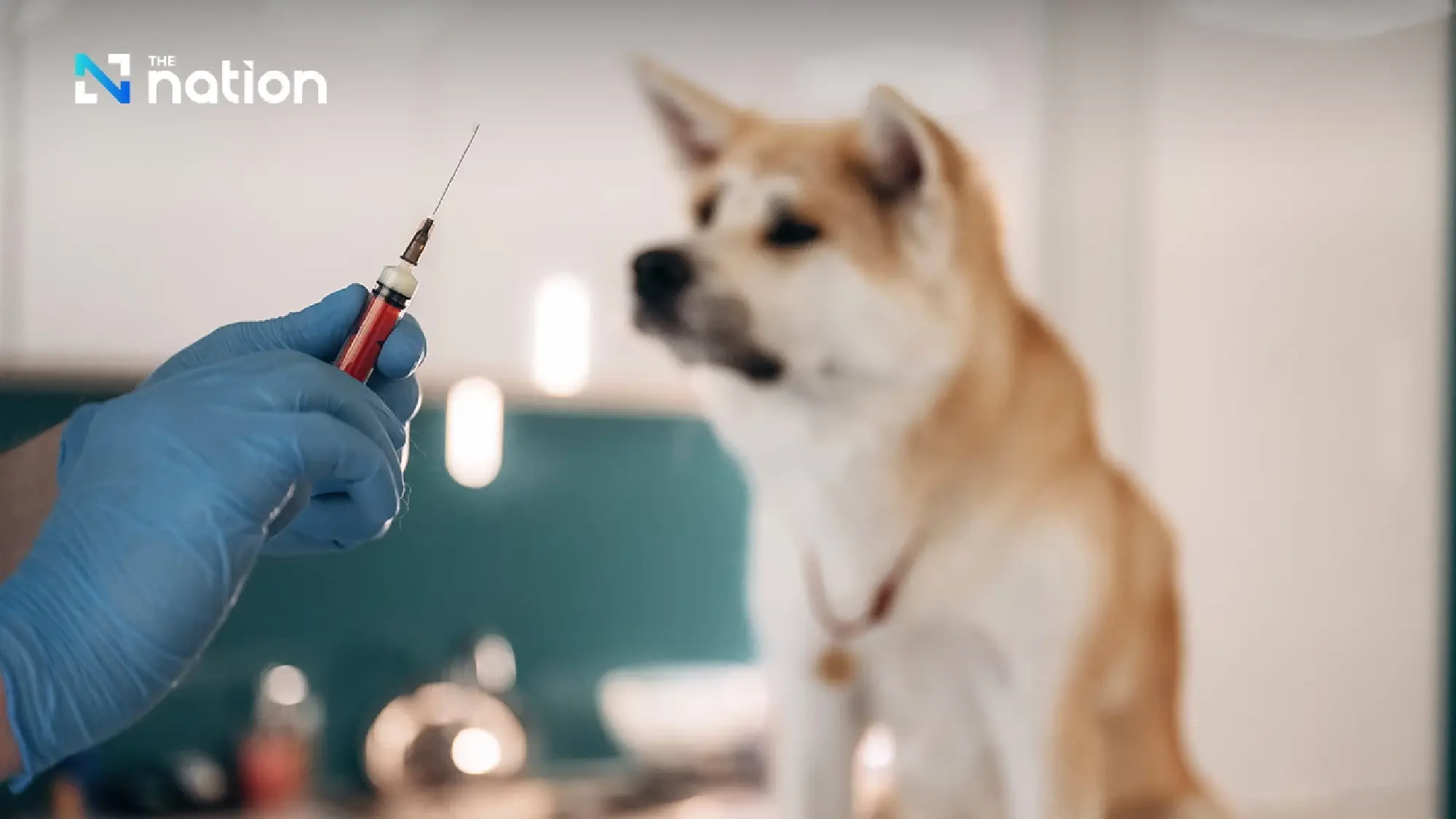 Bangkok and Samut Prakan declared rabies zones, 30-day animal movement ban