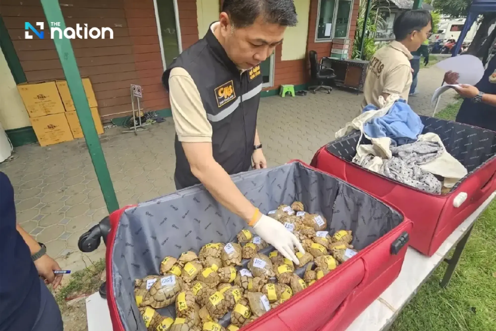 Thai Authorities Seize 187 Egyptian Tortoises at Suvarnabhumi Airport