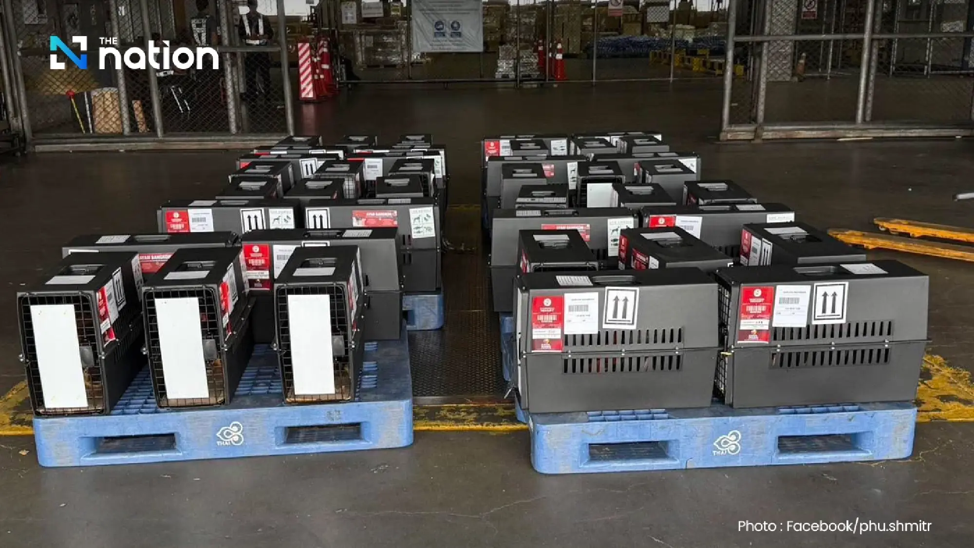 Thai Native 'Ayam Bangkok' Chickens Fetch Premium Prices in Indonesia